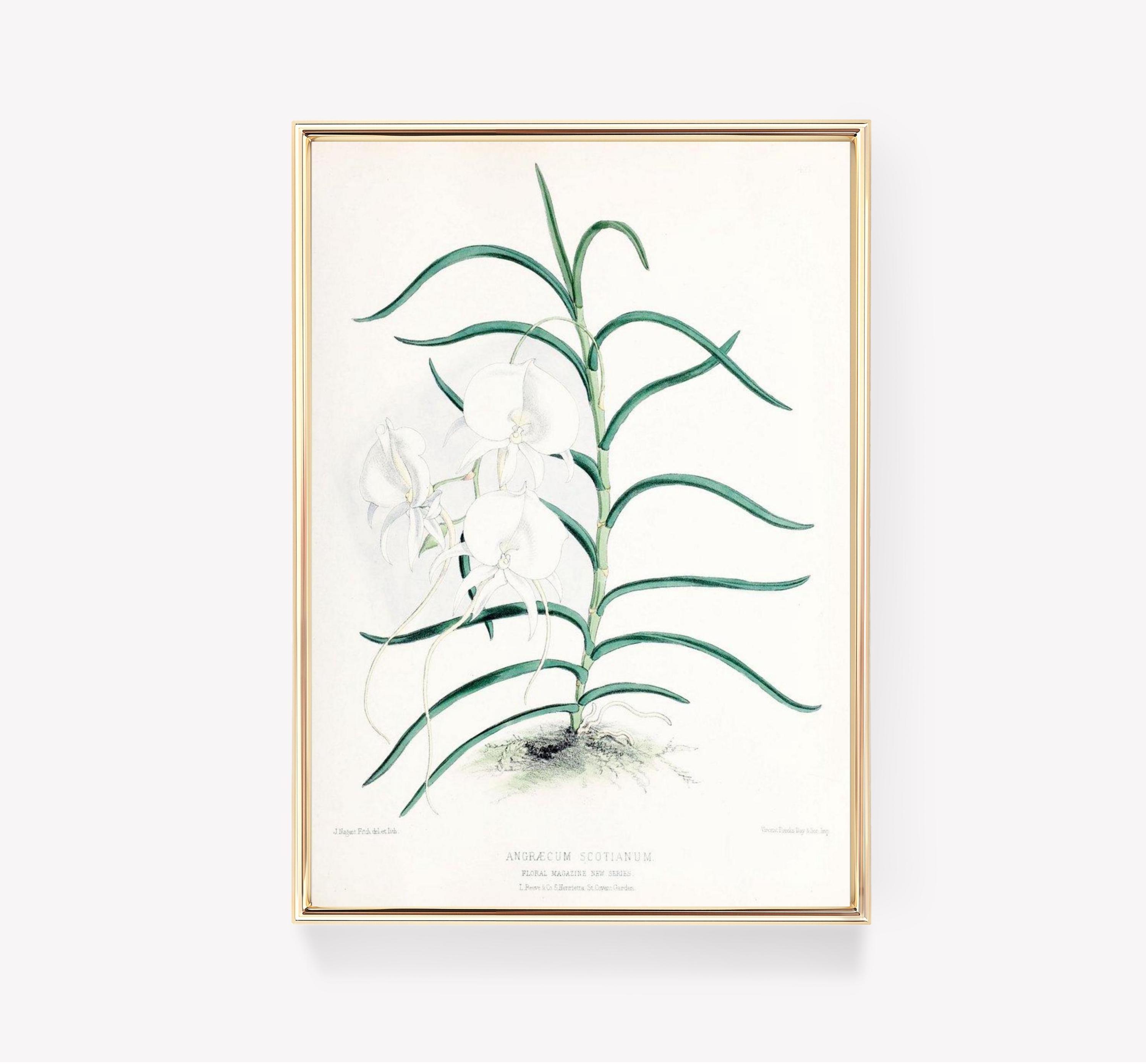 Botanical Illustration Orchid Art Angraecum Scottianum Vintage Plant Limited Edition Posters (No Frame)