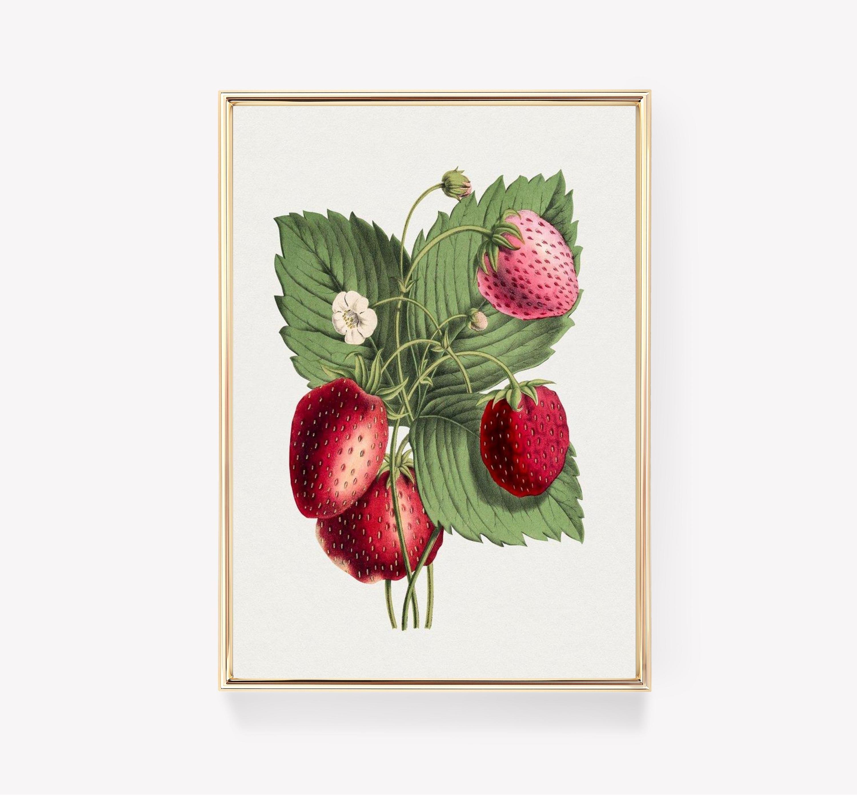 Botanical Strawberry Limited Edition Posters (No Frame)