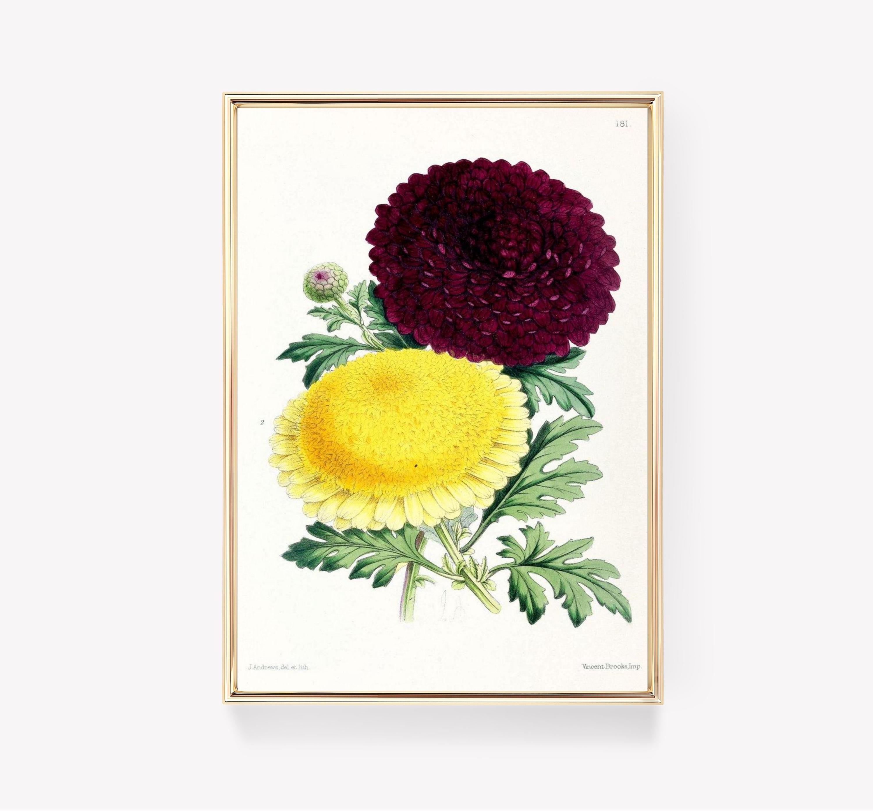 Chrysanthemum Art J Andrews Trending Style Poster (No Frame)