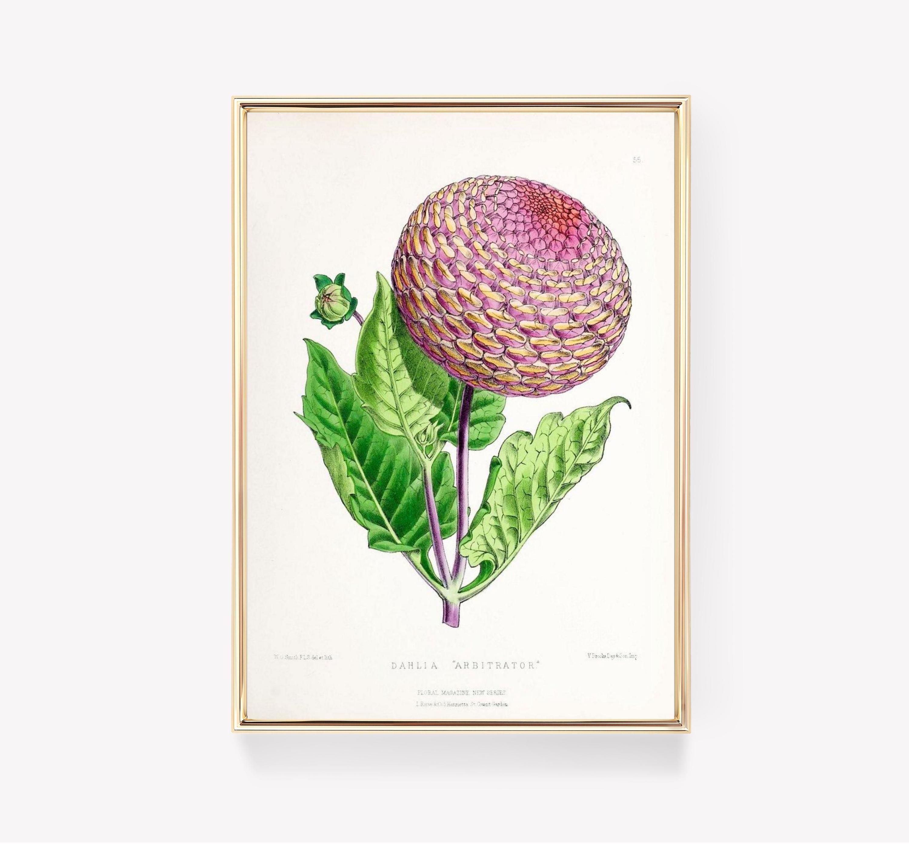 Dahlia Arbitrator Awesome Poster (No Frame)