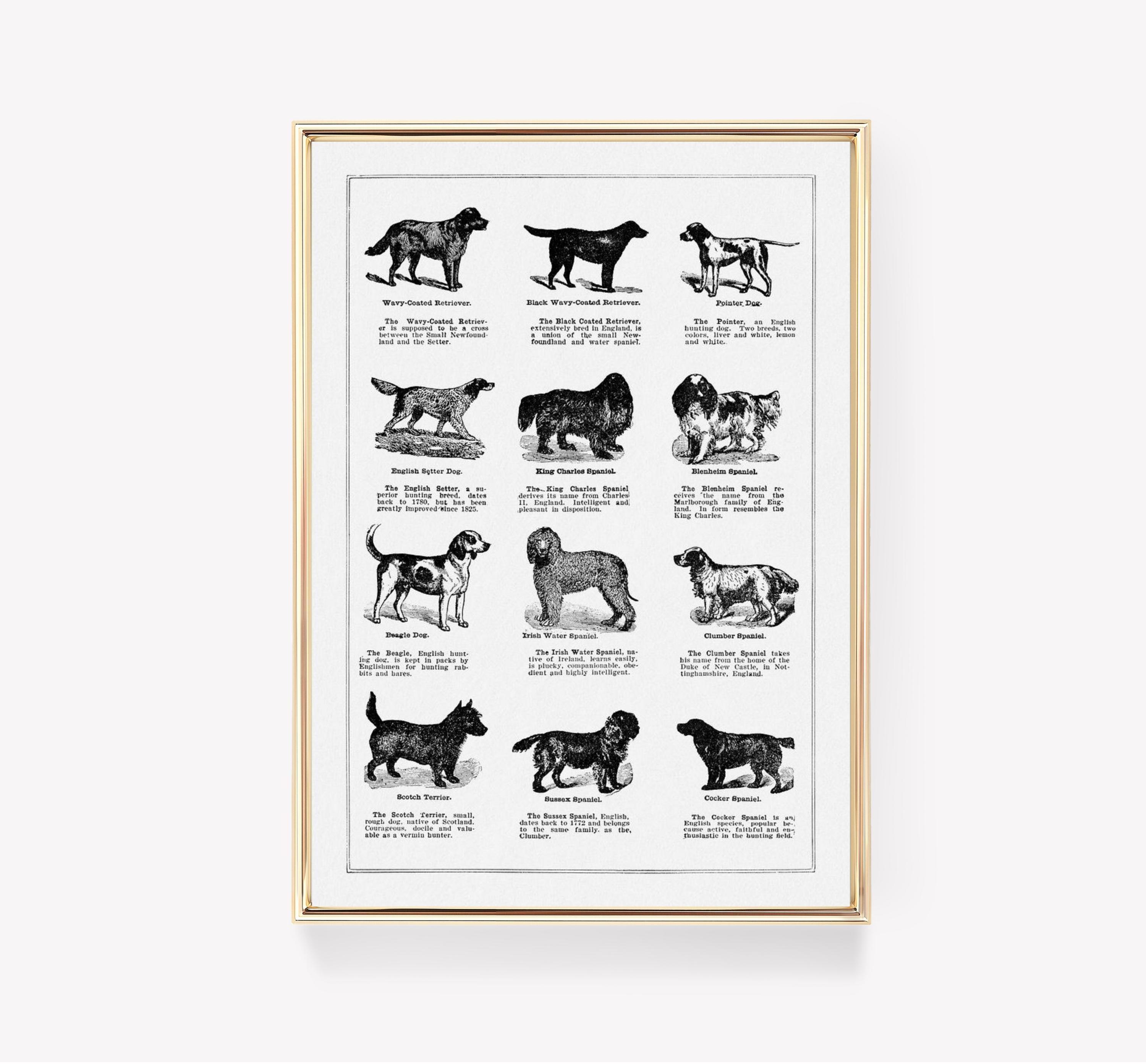 Dog Breeds Trending Style Poster (No Frame)