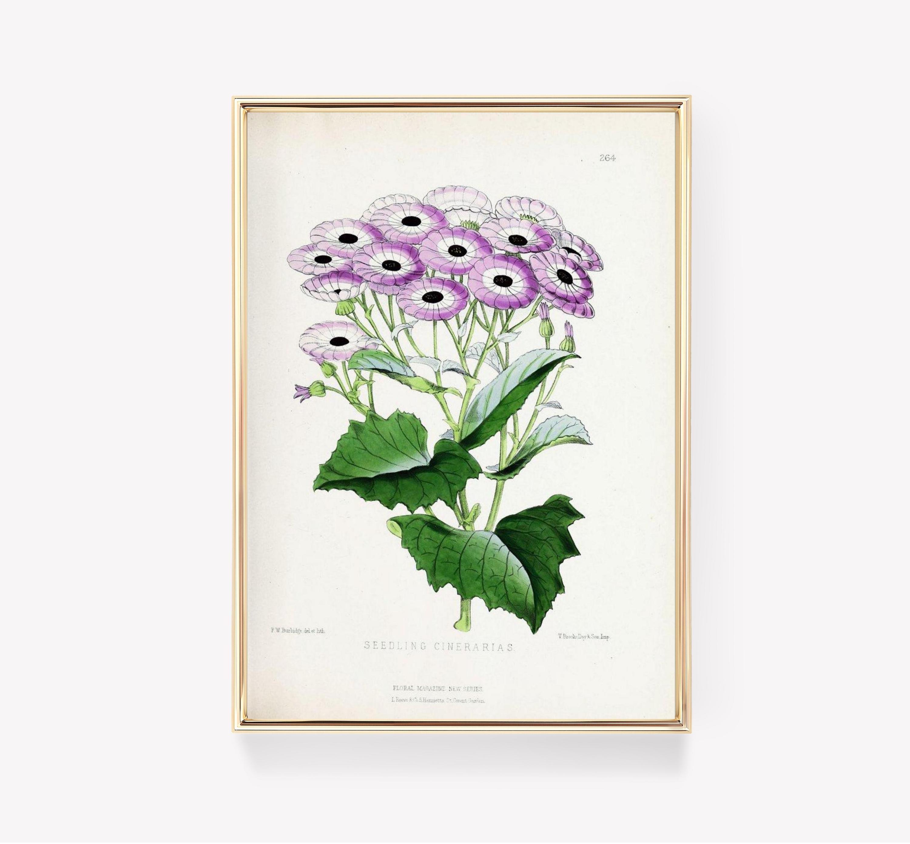 Fw Burbidge Seedling Cinerarias Art Floral Illustration Vintage Botanical Wall Decor Limited Edition Posters (No Frame)