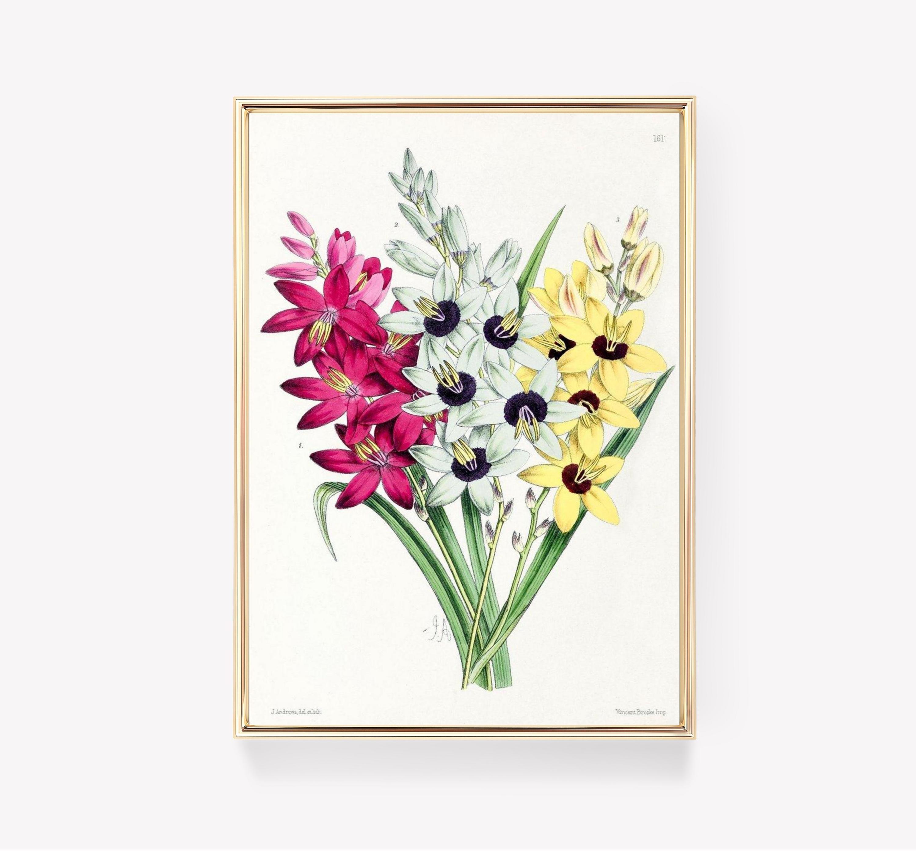 Ixia Crocata Trending Style Poster (No Frame)