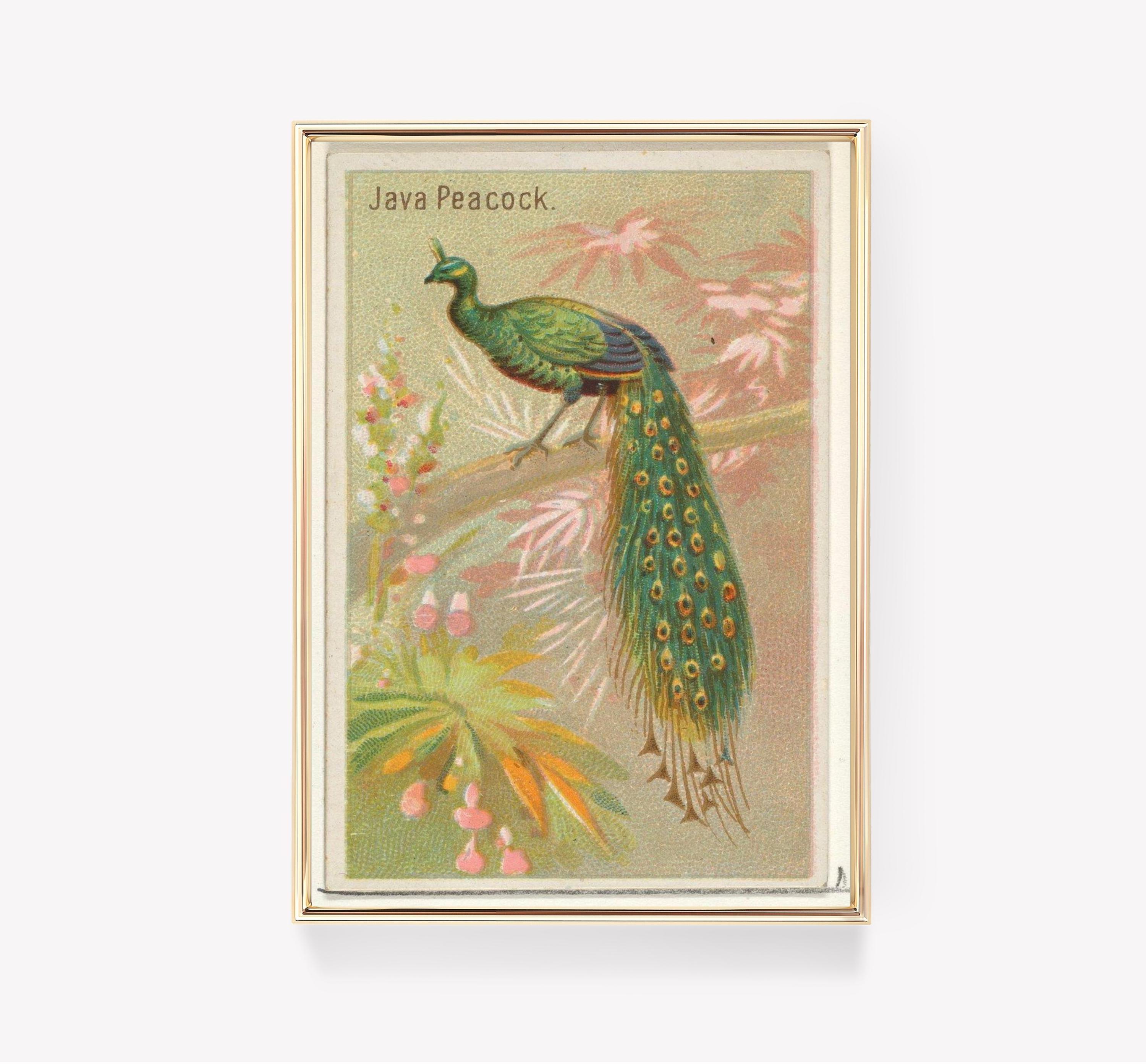 Java Peacock Art Exotic Bird Trending Style Poster (No Frame)