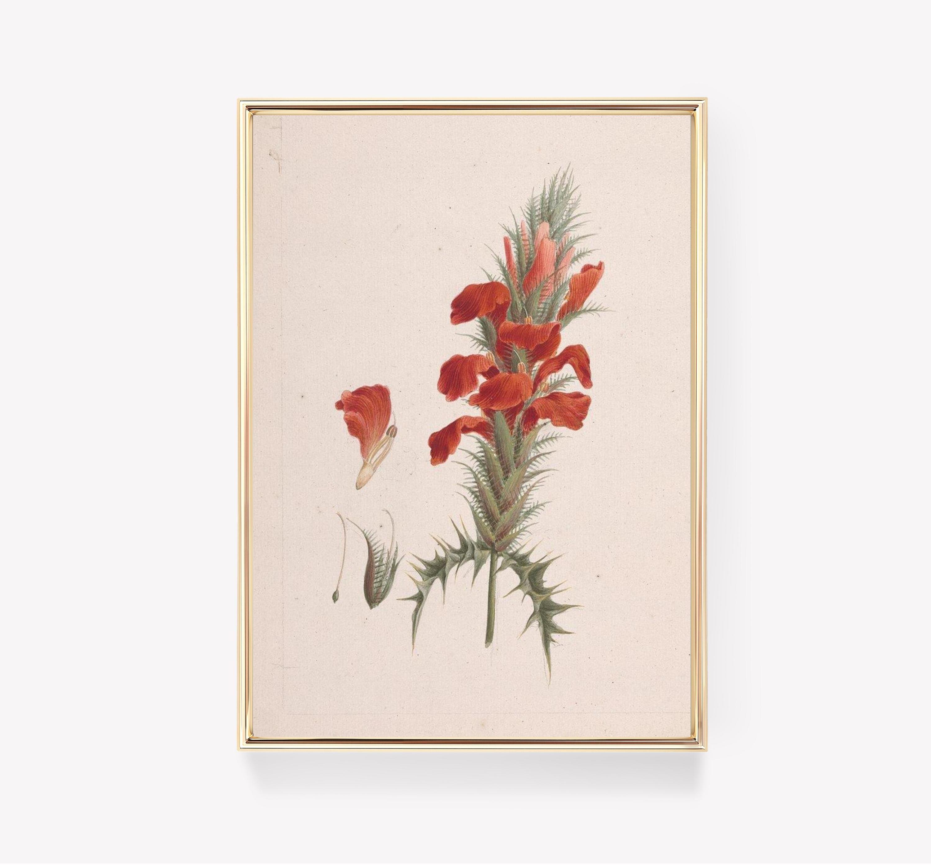 Pierre Joseph Redout Botanical Red Flower Vintage Illustration Awesome Poster (No Frame) Pierre Joseph Redout Botanical Red Flower Vintage Illustration Awesome Poster (No Frame)