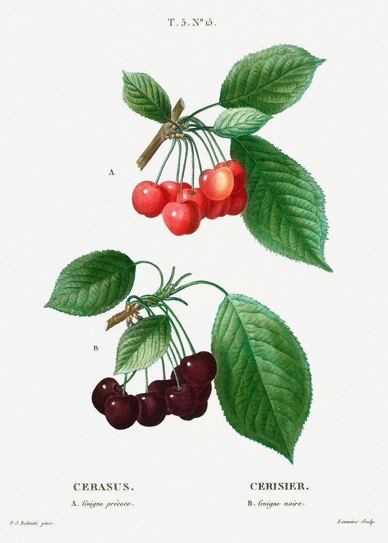 Pierre Joseph Redout Cherries Botanical Trending Style Poster (No Frame) Pierre Joseph Redout Cherries Botanical Trending Style Poster (No Frame)