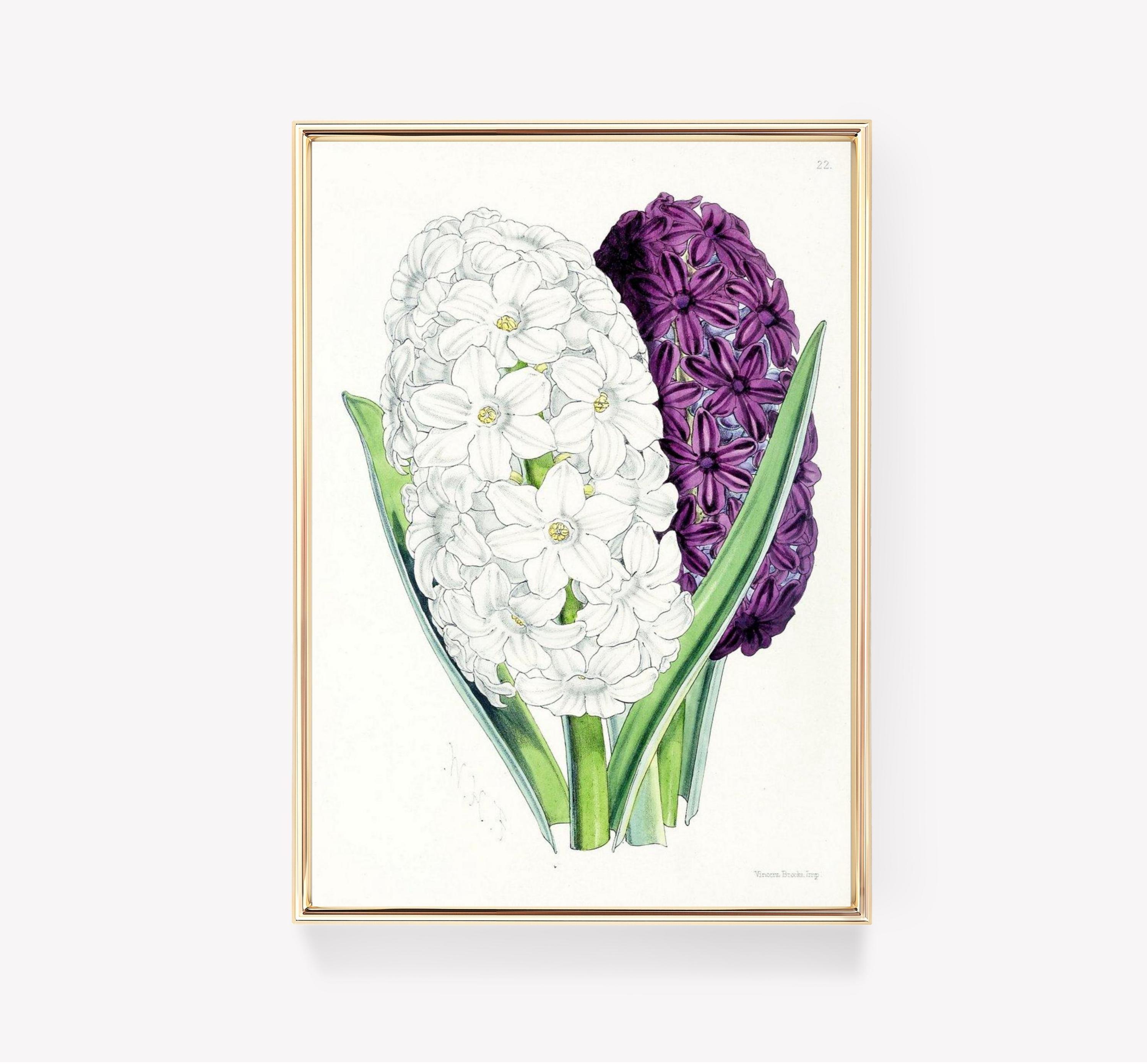 White Purple Hyacinths Vintage Florals Botanical Art Awesome Poster (No Frame) White Purple Hyacinths Vintage Florals Botanical Art Awesome Poster (No Frame)