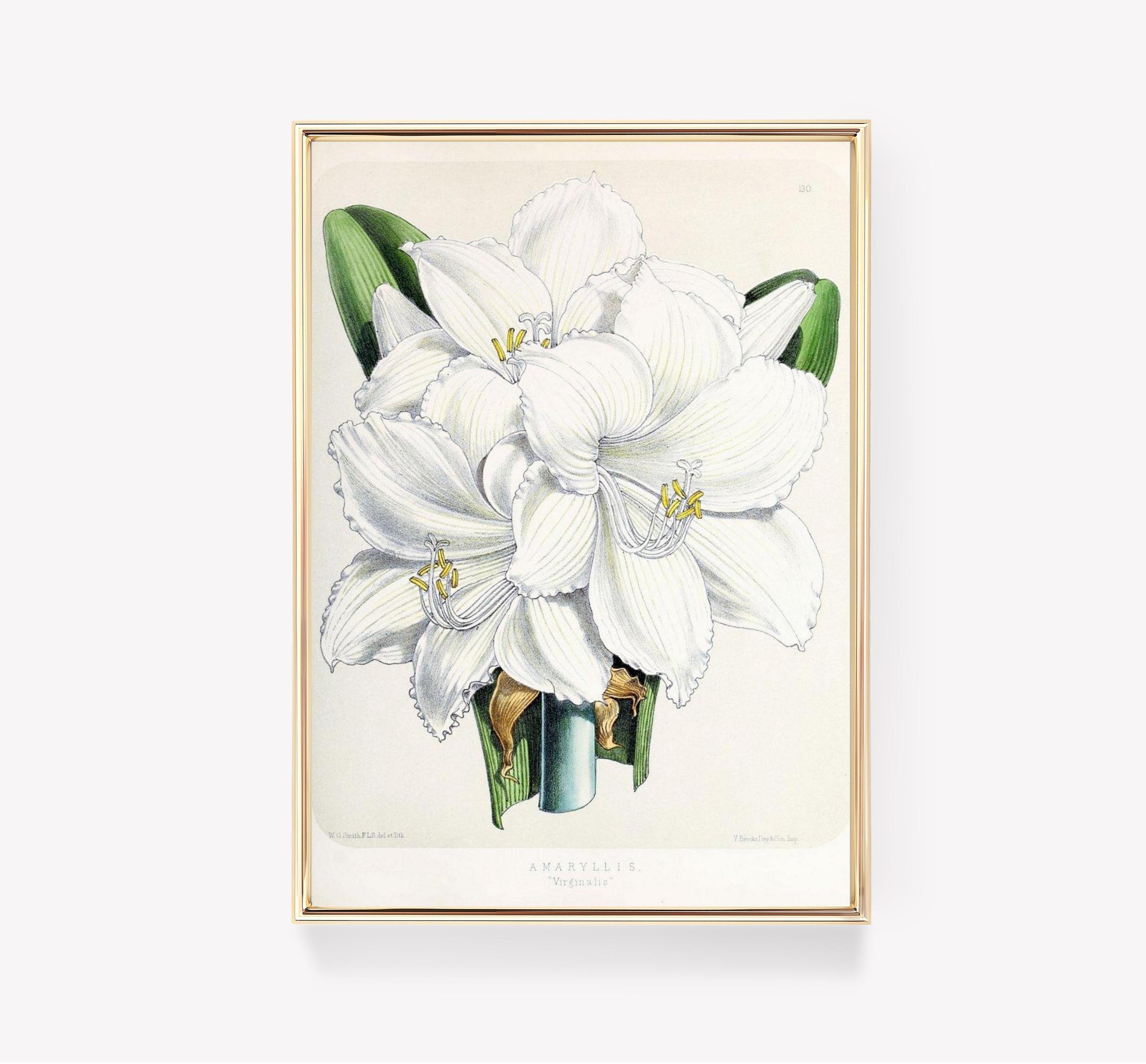Amaryllis Vigitalis Vintage Flower Art Botanical Awesome Poster (No Frame) Amaryllis Vigitalis Vintage Flower Art Botanical Awesome Poster (No Frame)