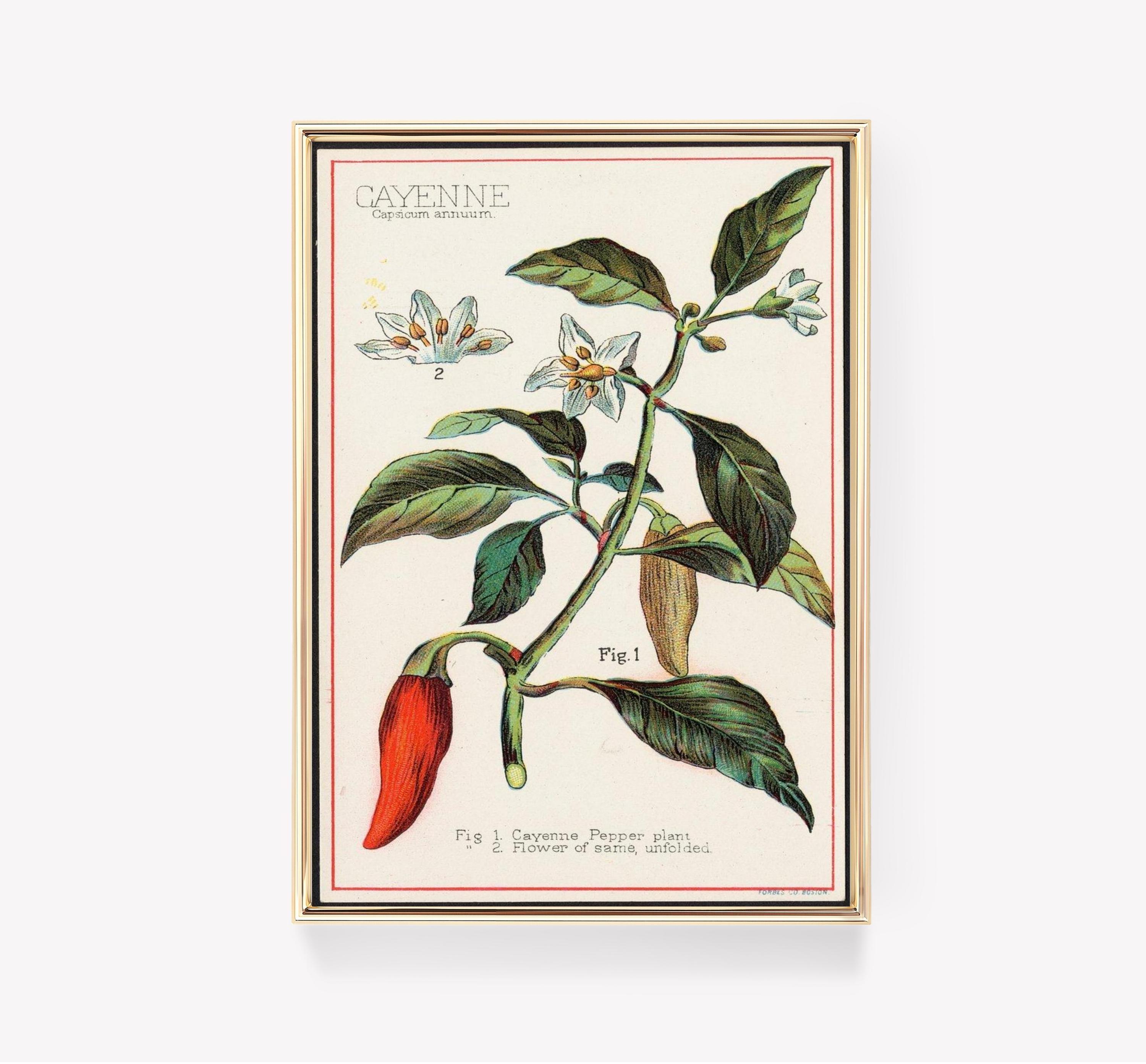 Cayenne Pepper Limited Edition Posters (No Frame) Cayenne Pepper Limited Edition Posters (No Frame)