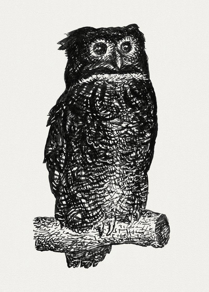 Owl Illustration Vintage Owl Limited Edition Posters (No Frame) Owl Illustration Vintage Owl Limited Edition Posters (No Frame)