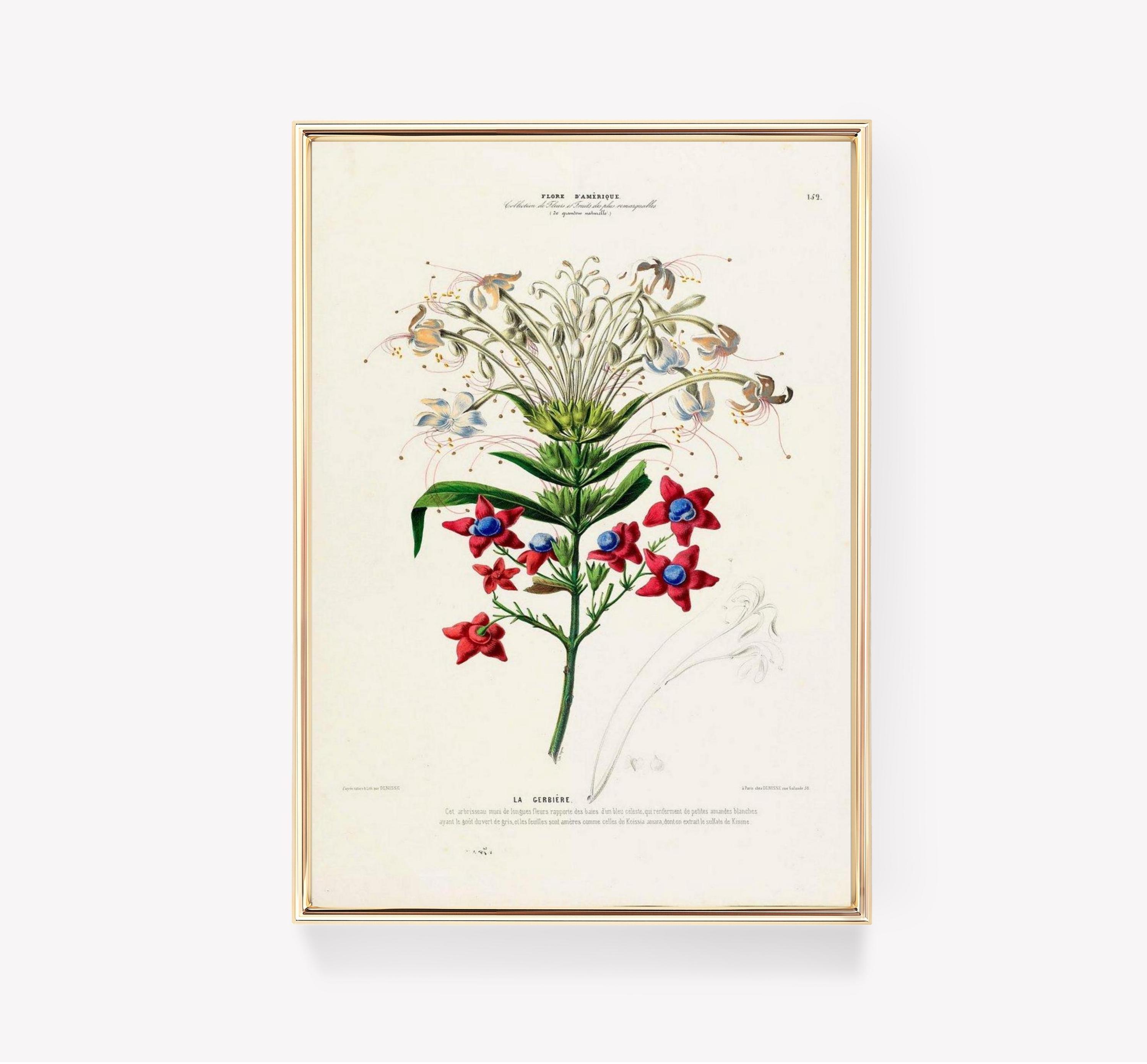 Pierre Joseph Redoute La Cerbiere Trending Style Poster (No Frame) Pierre Joseph Redoute La Cerbiere Trending Style Poster (No Frame)