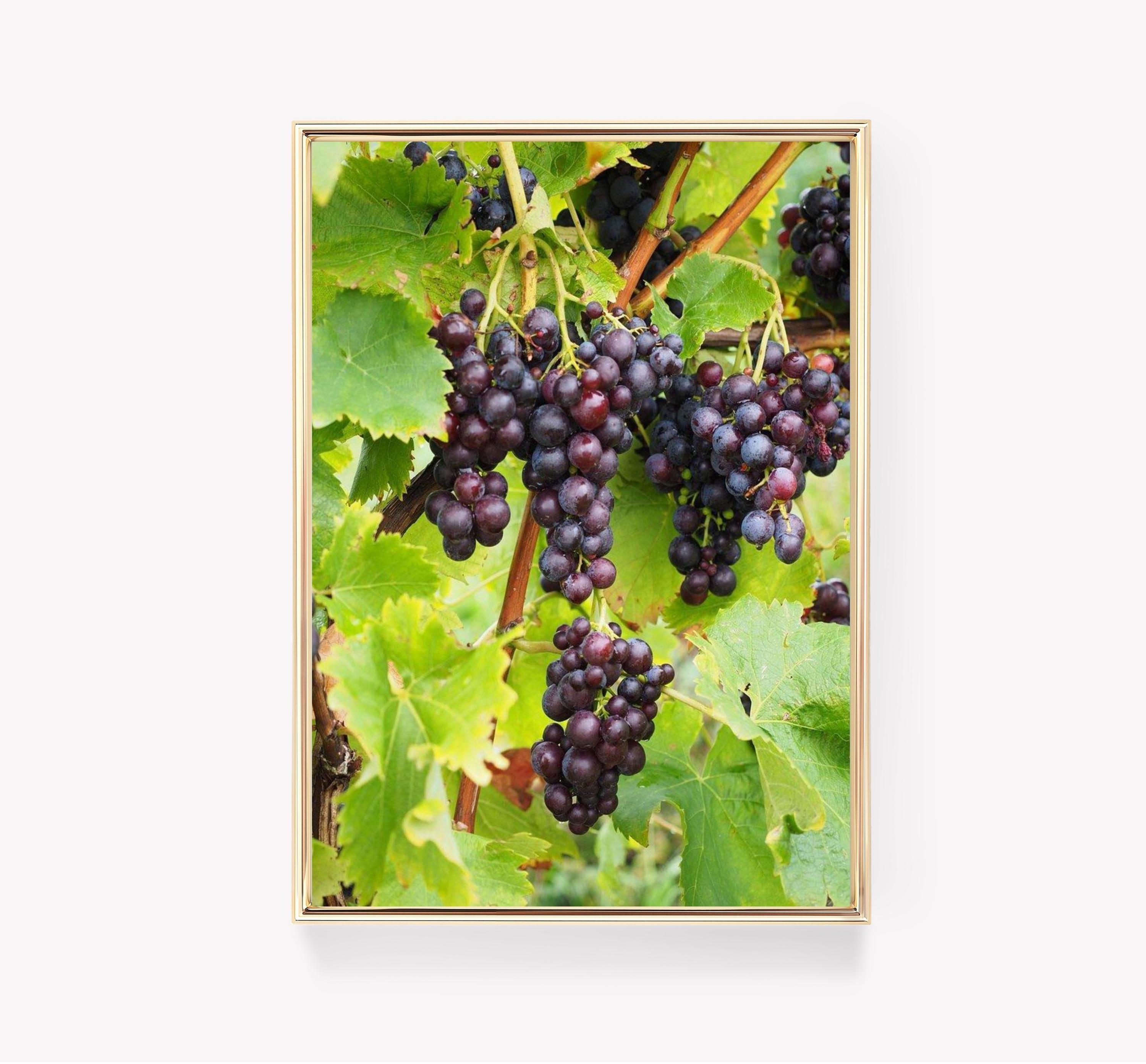 Purple Grapes Limited Edition Posters (No Frame) Purple Grapes Limited Edition Posters (No Frame)