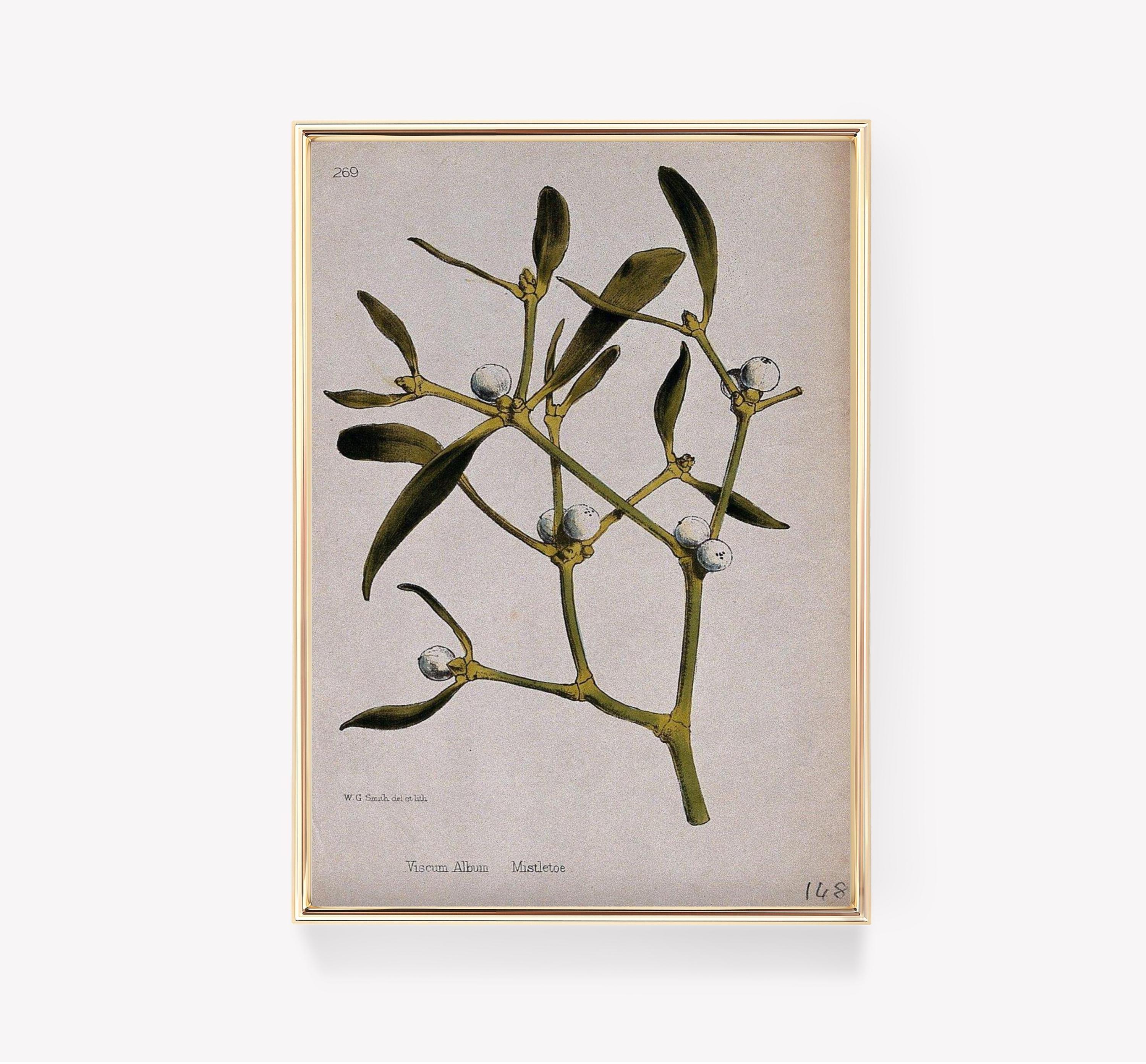 Wg Smith Viscum Album Limited Edition Posters (No Frame) Wg Smith Viscum Album Limited Edition Posters (No Frame)