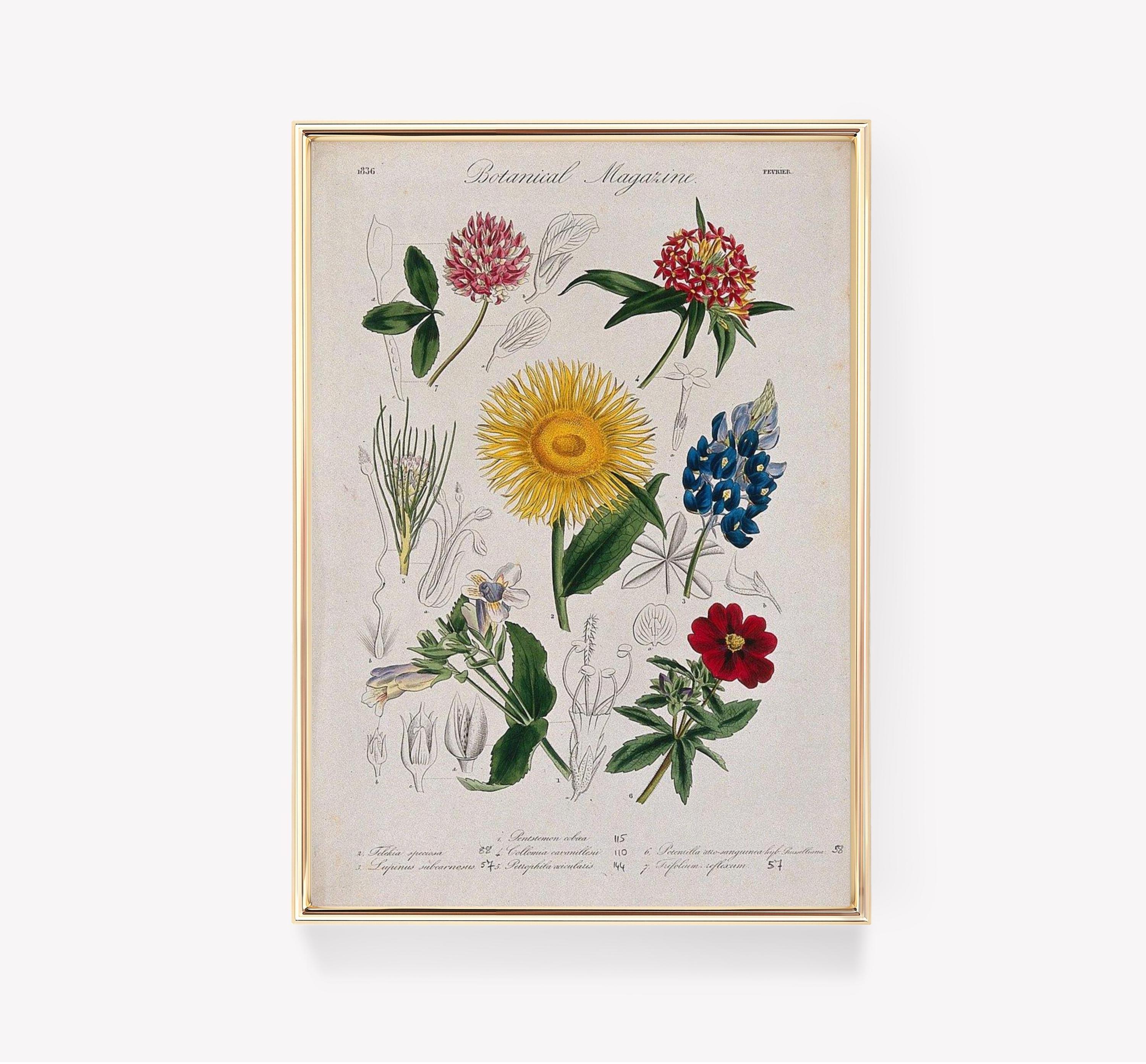 Botanical Magazine Vintage Botanical Limited Edition Posters (No Frame) Botanical Magazine Vintage Botanical Limited Edition Posters (No Frame)