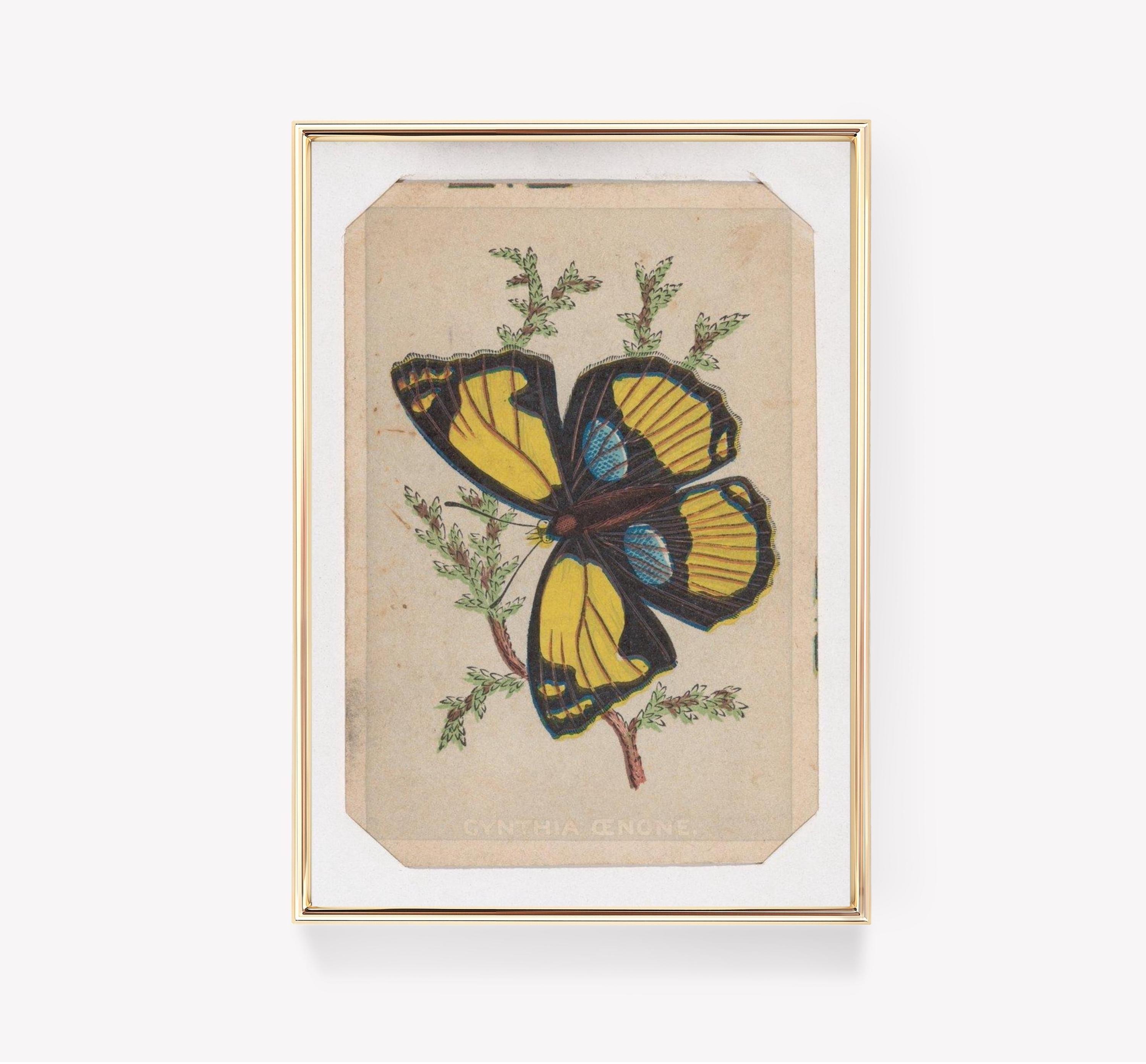 Butterfly Art Cynthia Oenone Trending Style Poster (No Frame) Butterfly Art Cynthia Oenone Trending Style Poster (No Frame)