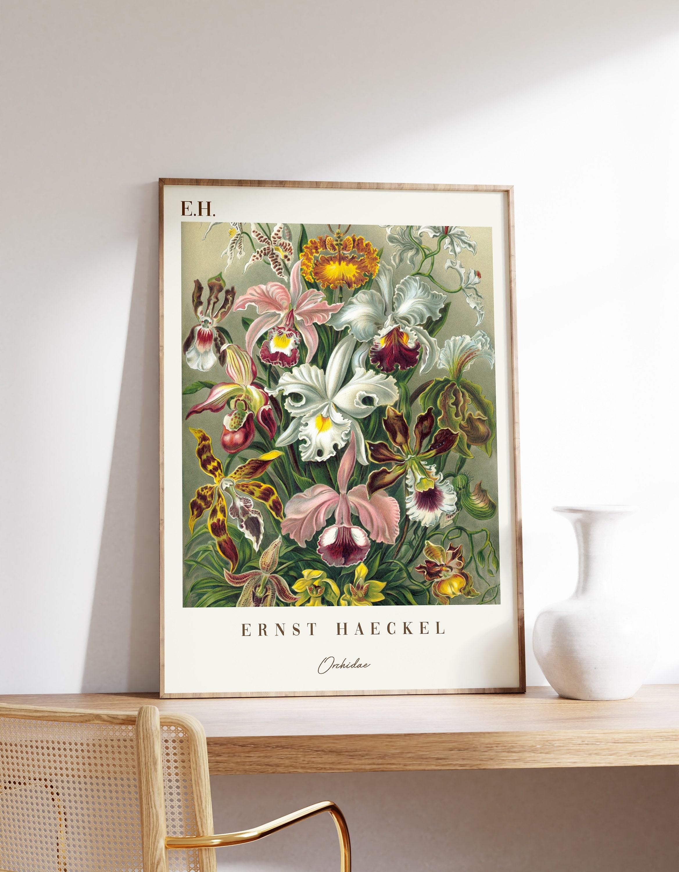 Ernst Haeckel Orchidae Botanical 2 Limited Edition Posters (No Frame) Ernst Haeckel Orchidae Botanical 2 Limited Edition Posters (No Frame)