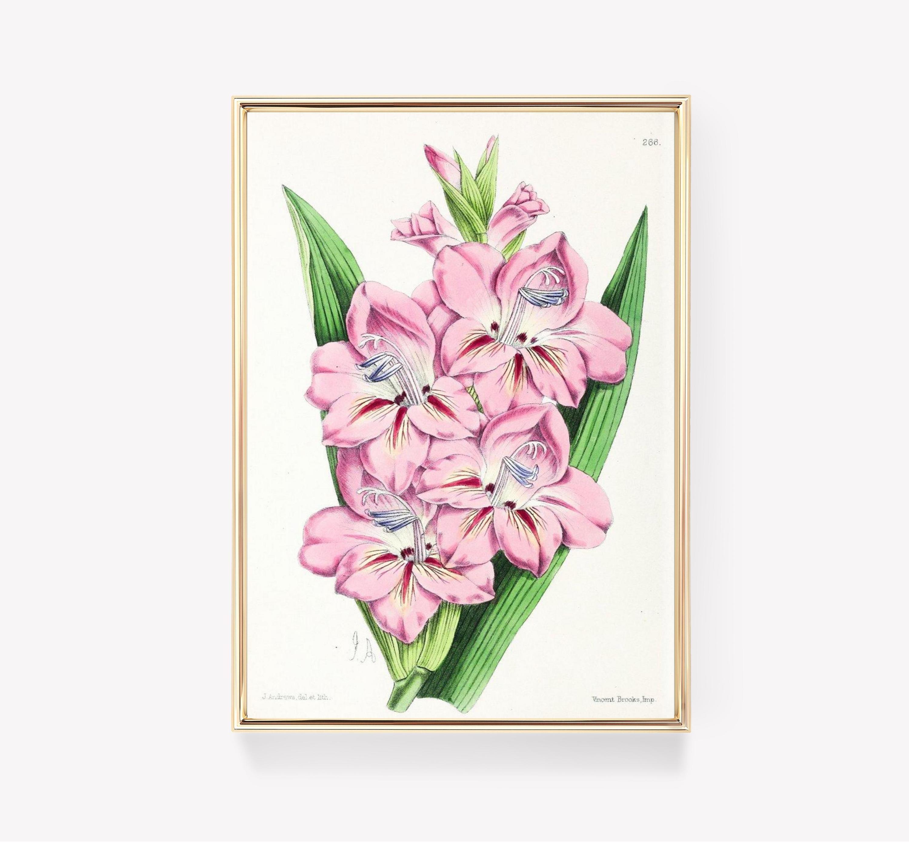 Gladiolus Art Awesome Poster (No Frame) Gladiolus Art Awesome Poster (No Frame)