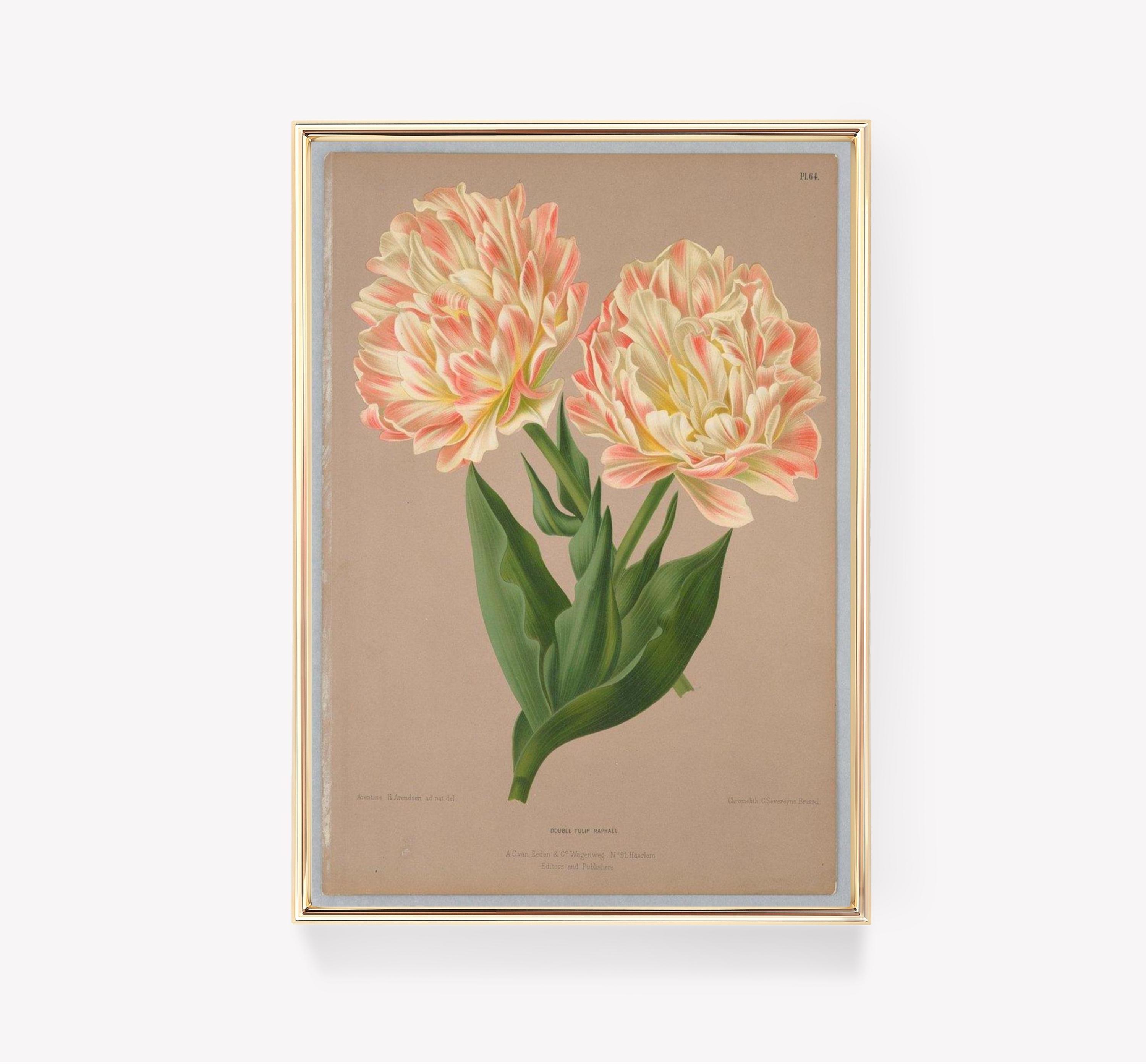 Double Tulip Awesome Poster (No Frame) Double Tulip Awesome Poster (No Frame)