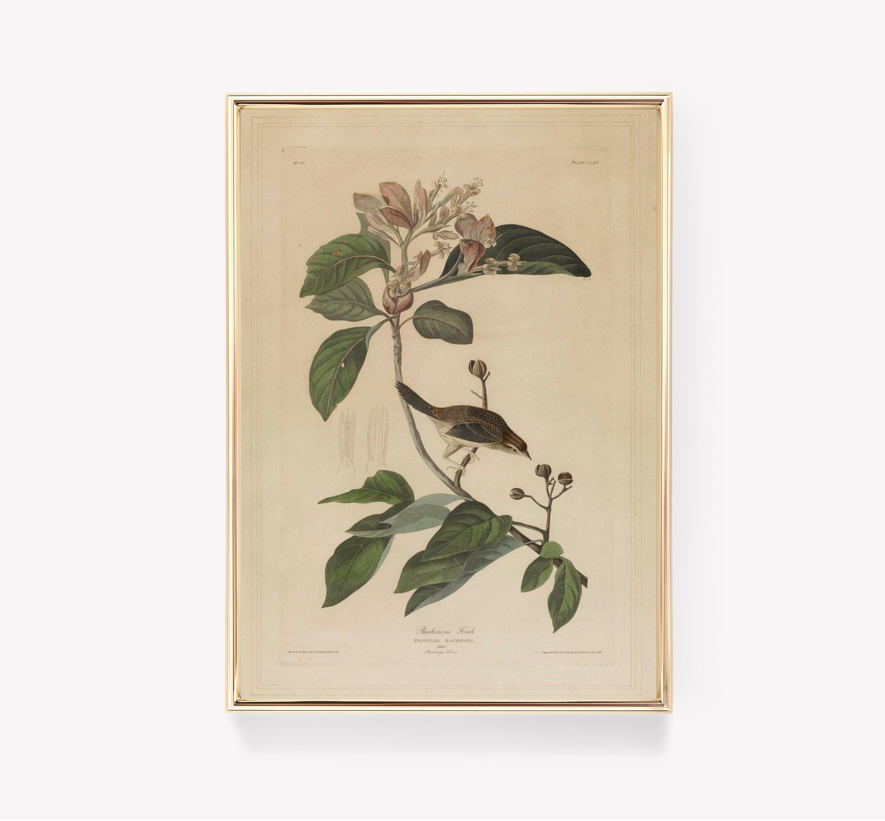 Bachmans Finch Audubon Bird Awesome Poster (No Frame) Bachmans Finch Audubon Bird Awesome Poster (No Frame)