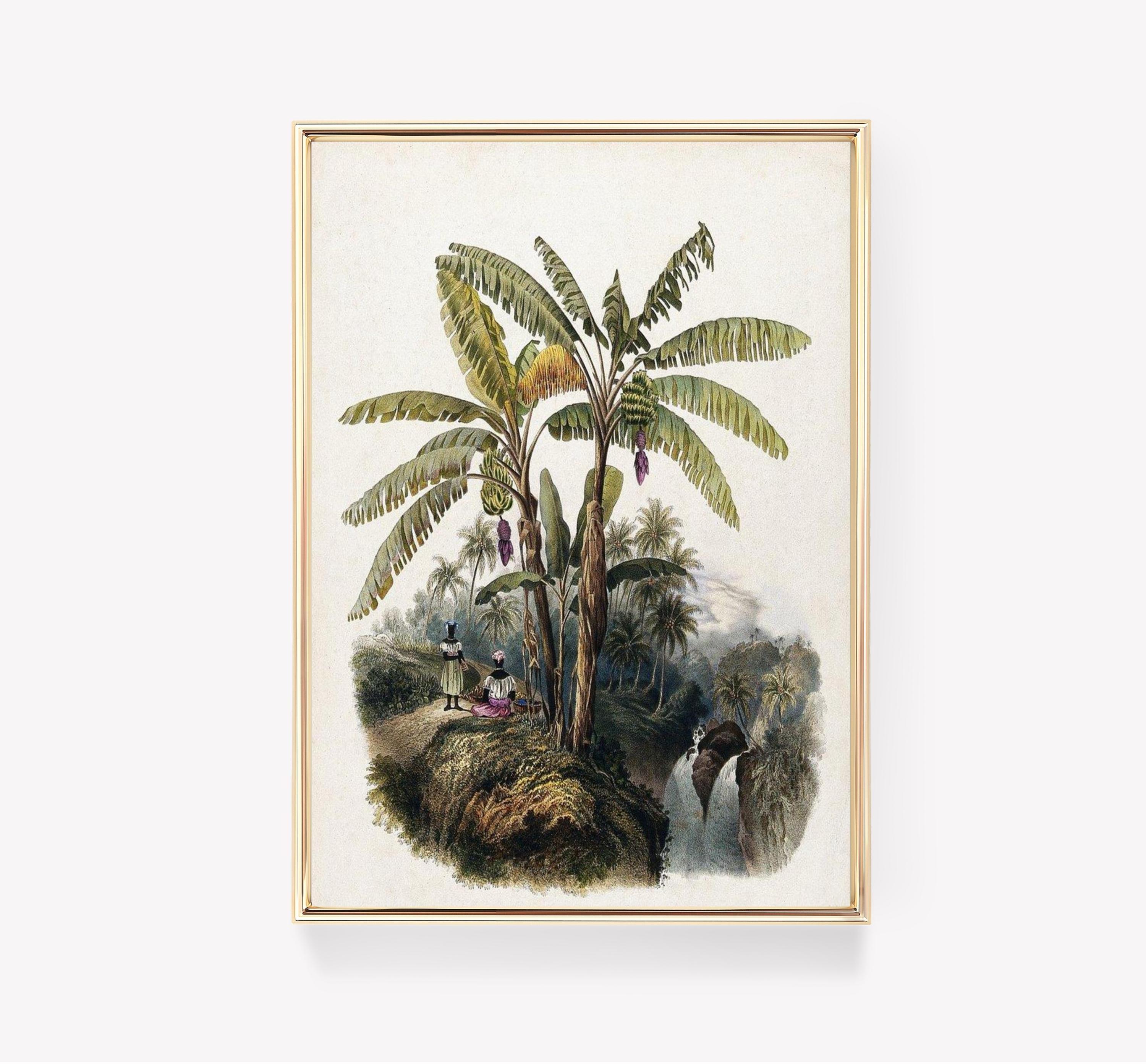 Banana Plant Awesome Poster (No Frame) Banana Plant Awesome Poster (No Frame)