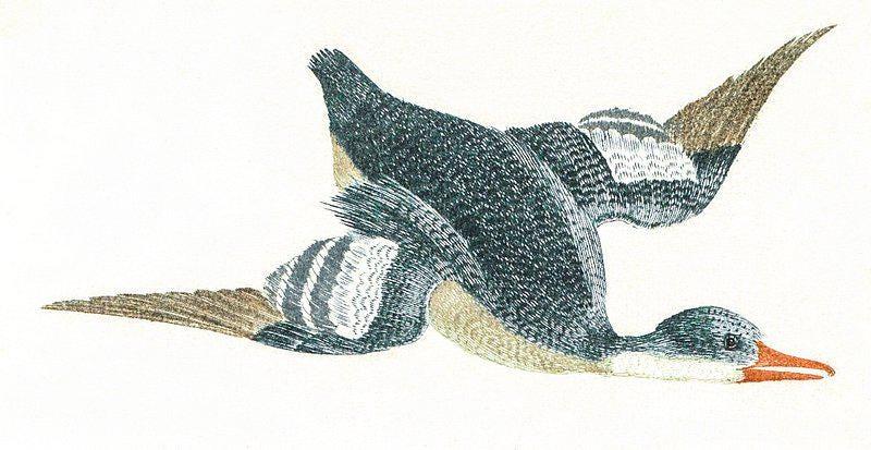 Black Skimmer Awesome Poster (No Frame) Black Skimmer Awesome Poster (No Frame)