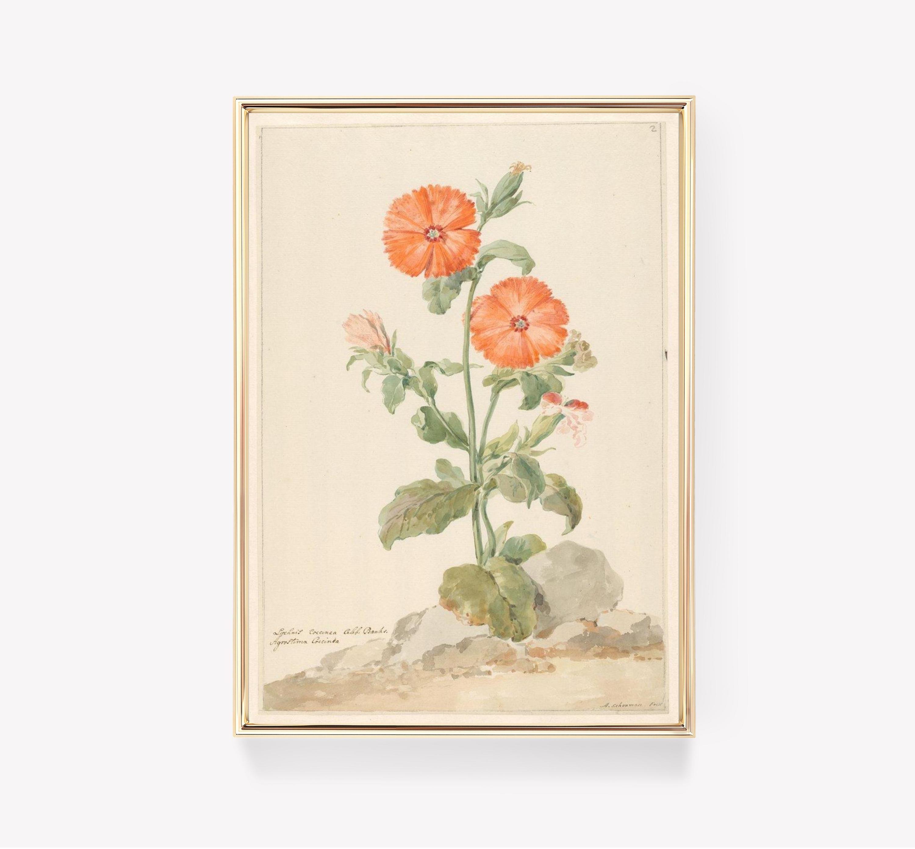 Botanical Art 12 Limited Edition Posters (No Frame) Botanical Art 12 Limited Edition Posters (No Frame)