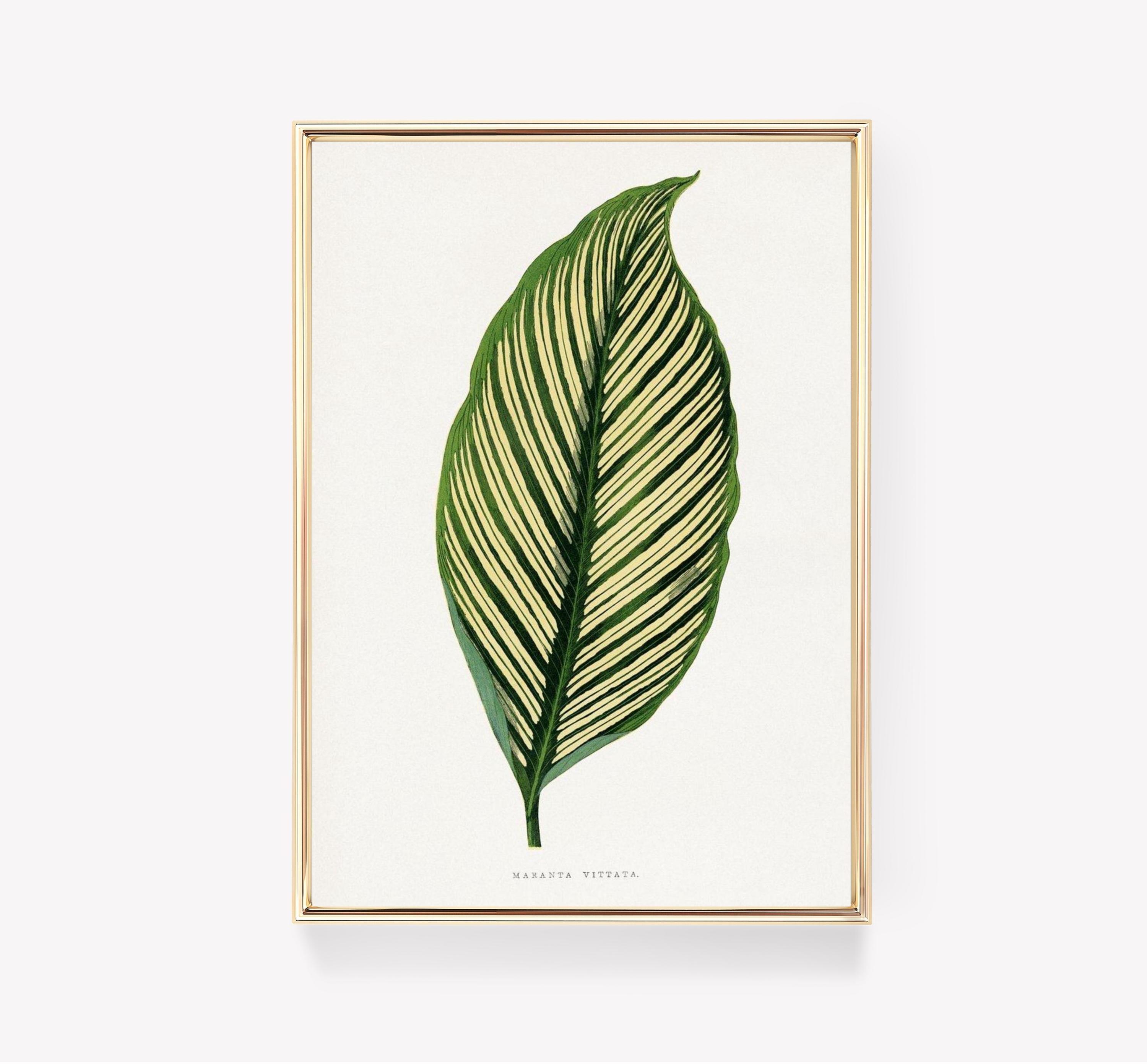 Botanical Art 13 Awesome Poster (No Frame) Botanical Art 13 Awesome Poster (No Frame)