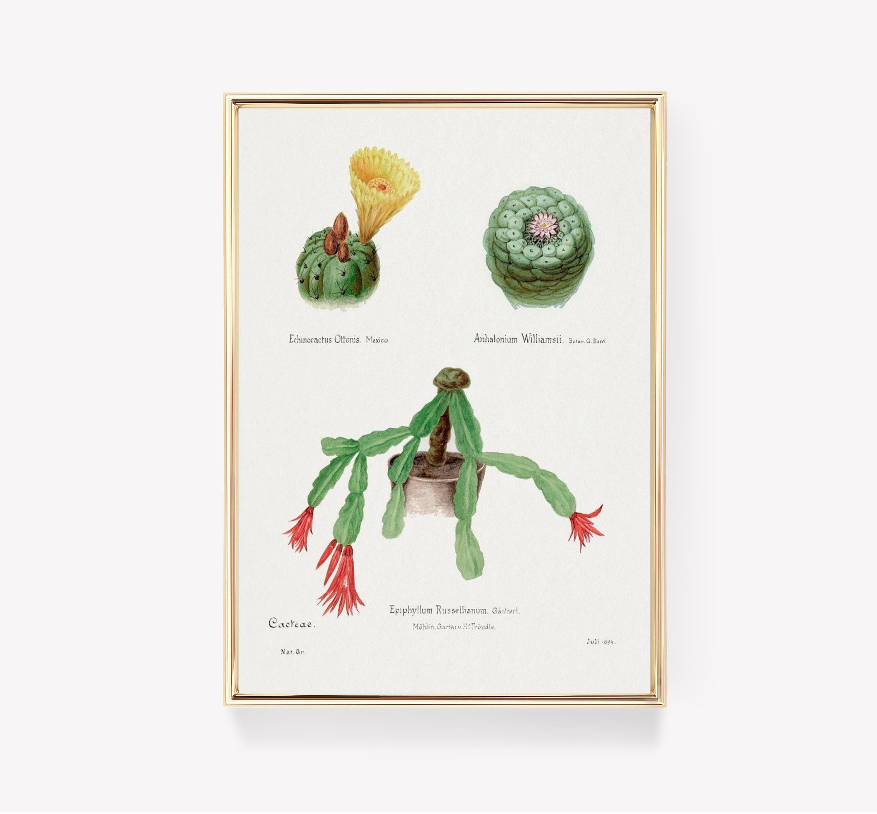 Botanical Cacti Echinocactus Awesome Poster (No Frame) Botanical Cacti Echinocactus Awesome Poster (No Frame)