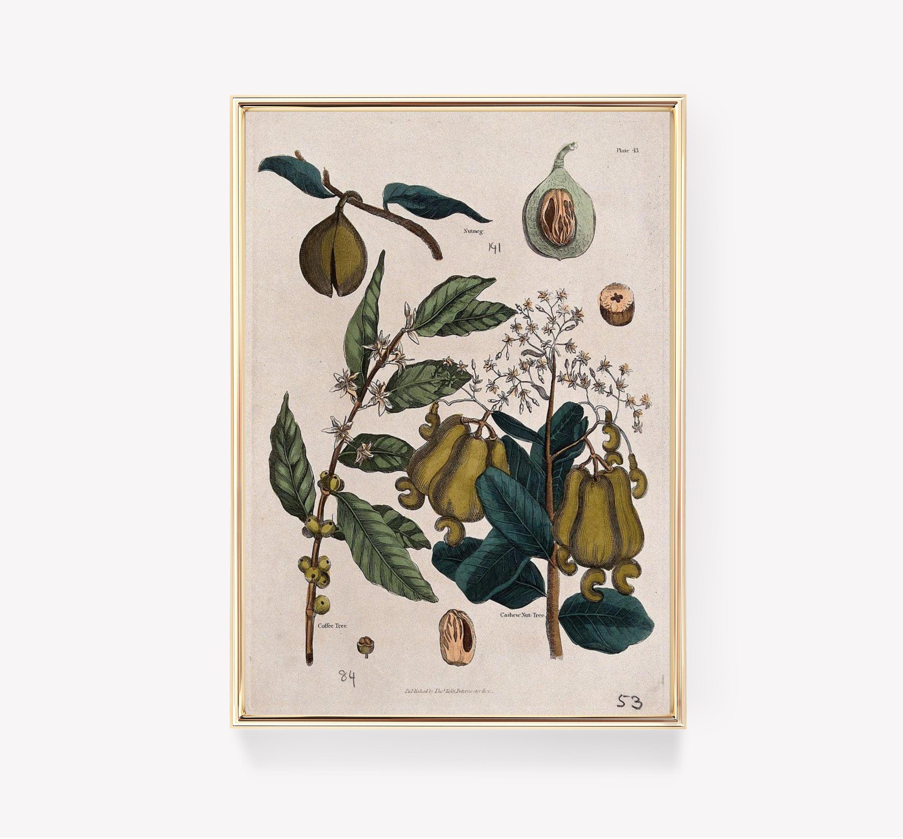 Botanical Illustration Nutmeg Tree Coffee Tree Cashew Tree Vintage Awesome Poster (No Frame) Botanical Illustration Nutmeg Tree Coffee Tree Cashew Tree Vintage Awesome Poster (No Frame)