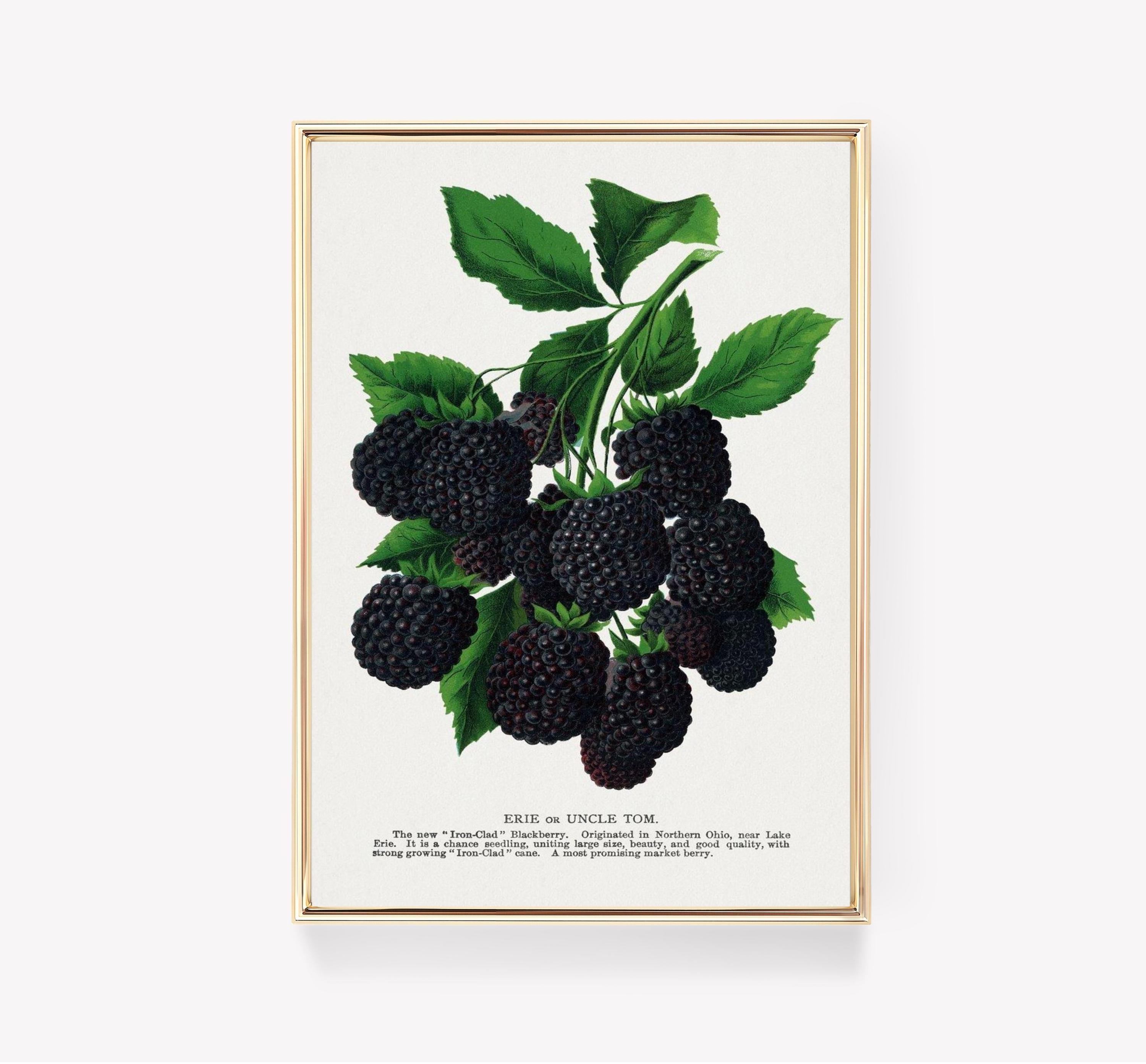 Bravery And Social Justice Iron Clad Blackberry Limited Edition Posters (No Frame) Bravery And Social Justice Iron Clad Blackberry Limited Edition Posters (No Frame)