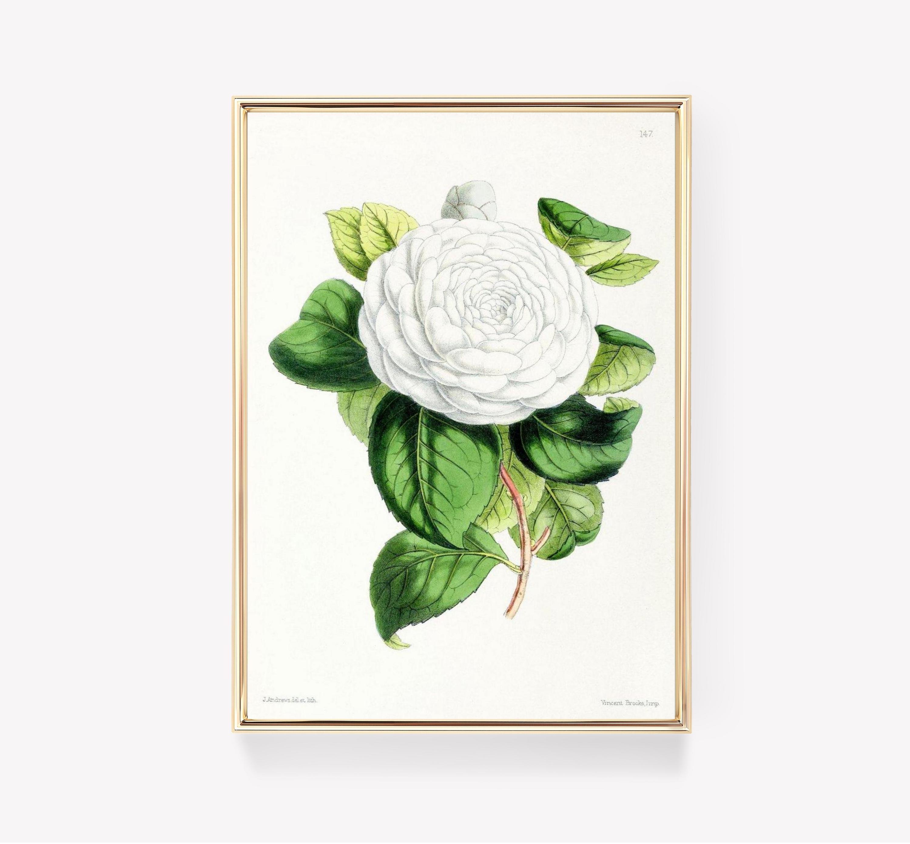 Camellia Japonica Botanical Illustration J Andrews Art Vintage Trending Style Poster (No Frame) Camellia Japonica Botanical Illustration J Andrews Art Vintage Trending Style Poster (No Frame)