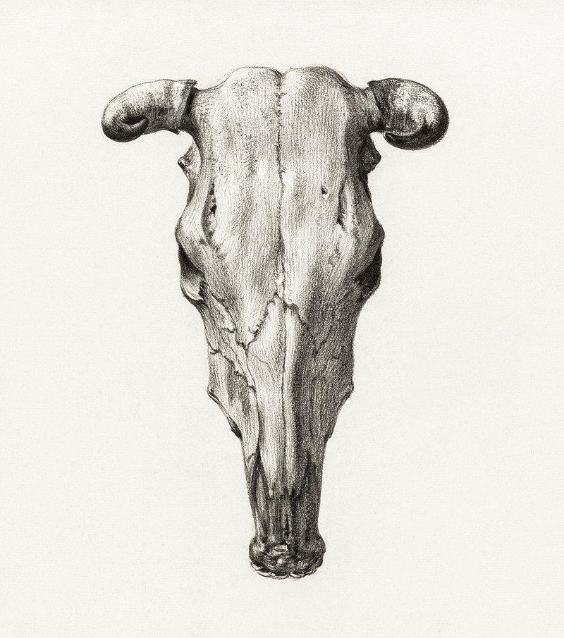 Cow Skull Trending Style Poster (No Frame) Cow Skull Trending Style Poster (No Frame)