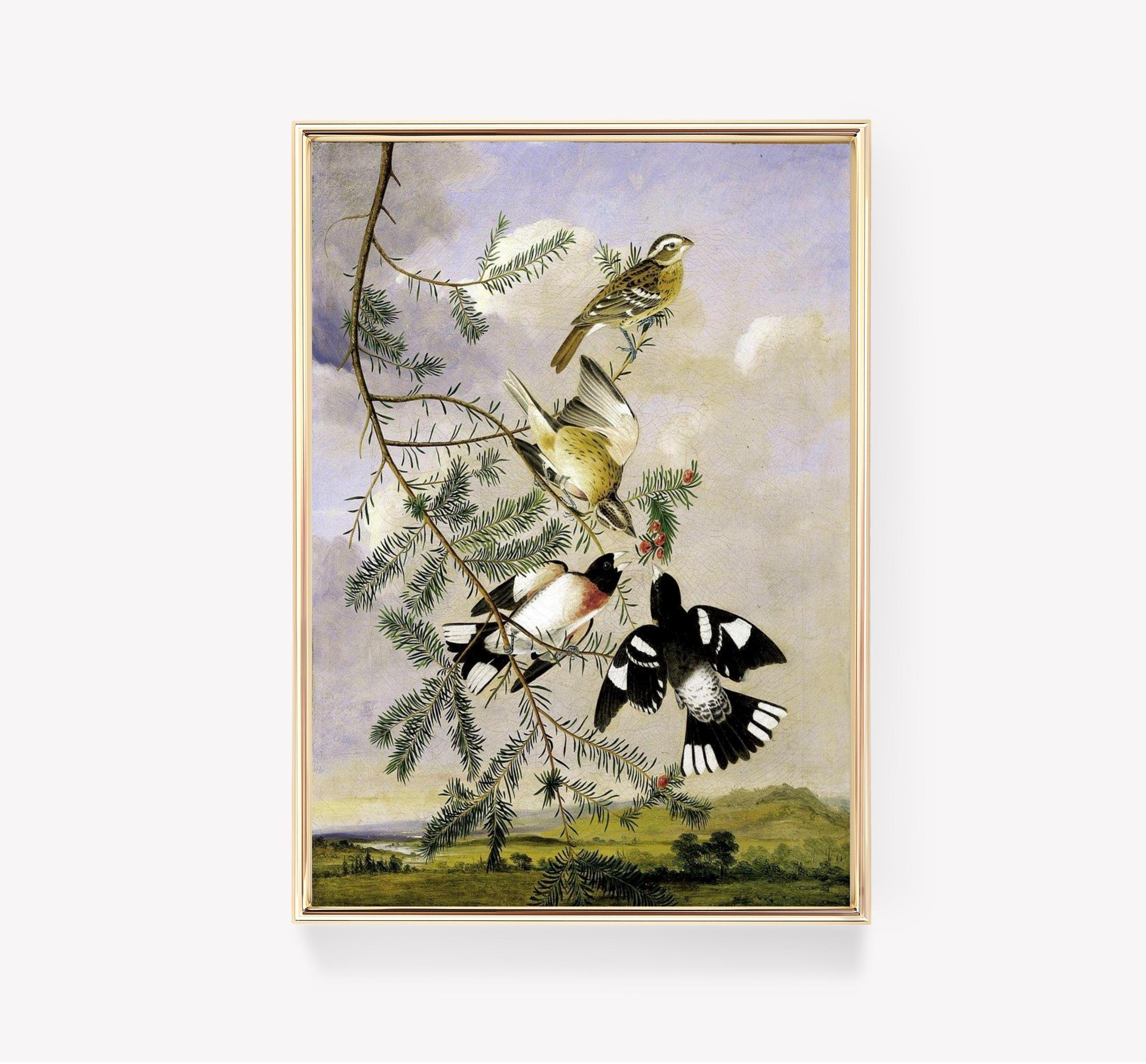 European Birds Vintage Awesome Poster (No Frame)