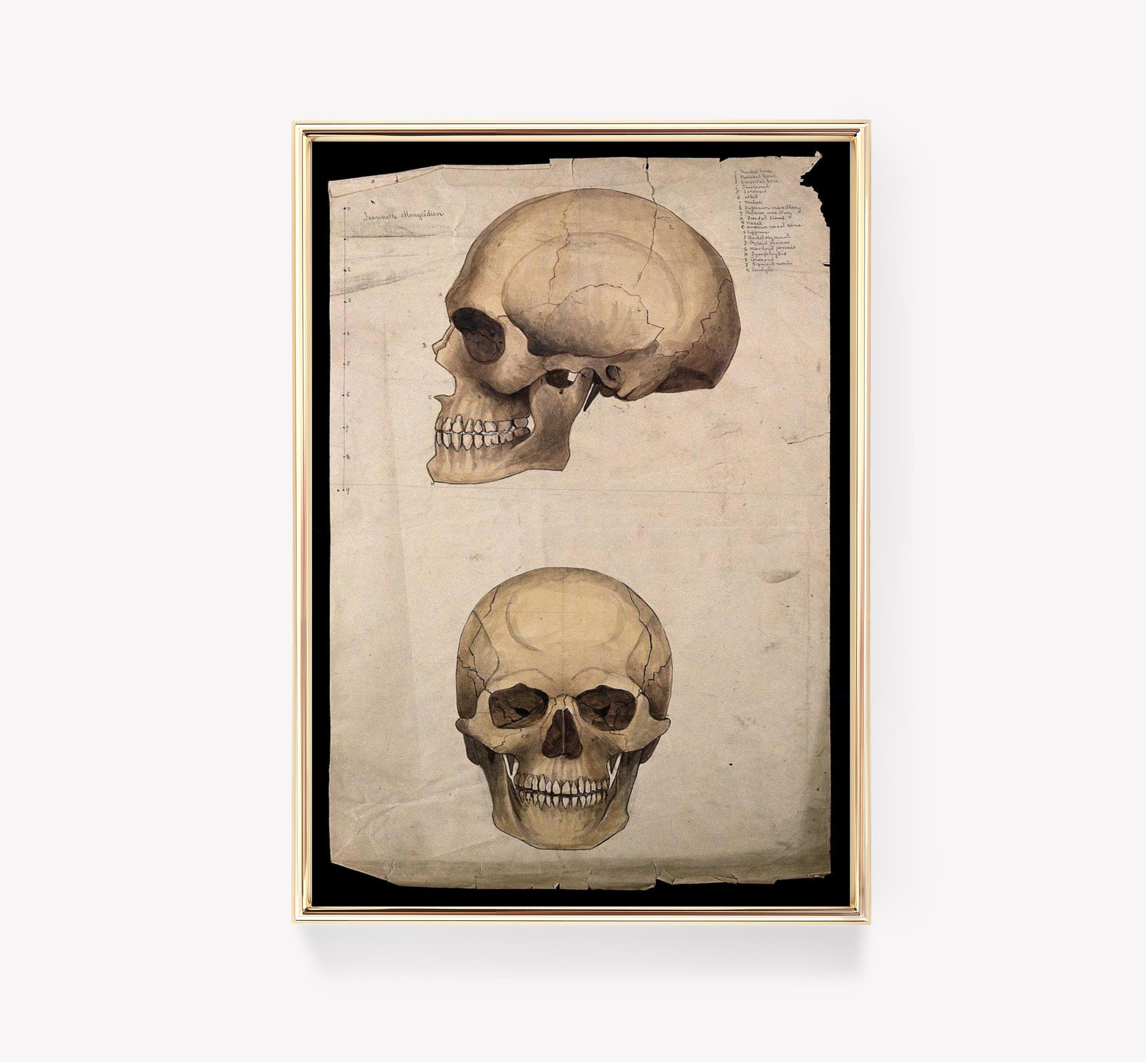 Human Skull Art Anatomy Illustration Vintage Awesome Poster (No Frame) Human Skull Art Anatomy Illustration Vintage Awesome Poster (No Frame)