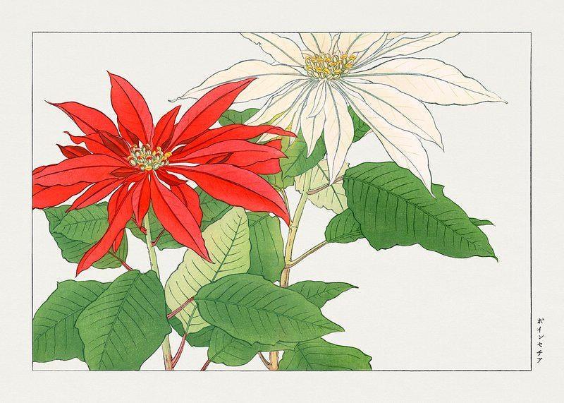 Ikenaga Yasunari Poinsettia Awesome Poster (No Frame) Ikenaga Yasunari Poinsettia Awesome Poster (No Frame)