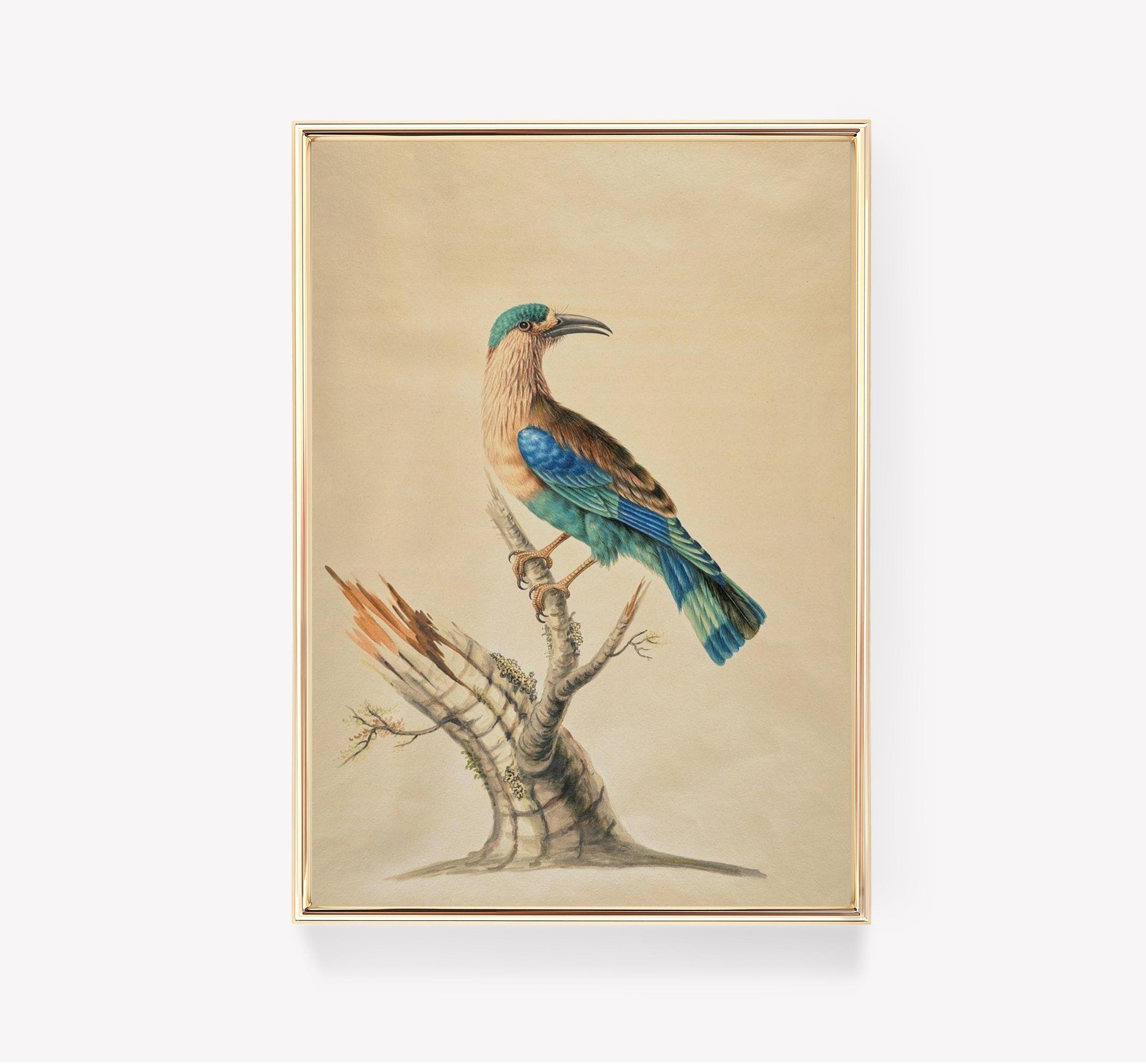 Indian Roller Bird Vintage Indian Roller Bird Limited Edition Posters (No Frame) Indian Roller Bird Vintage Indian Roller Bird Limited Edition Posters (No Frame)