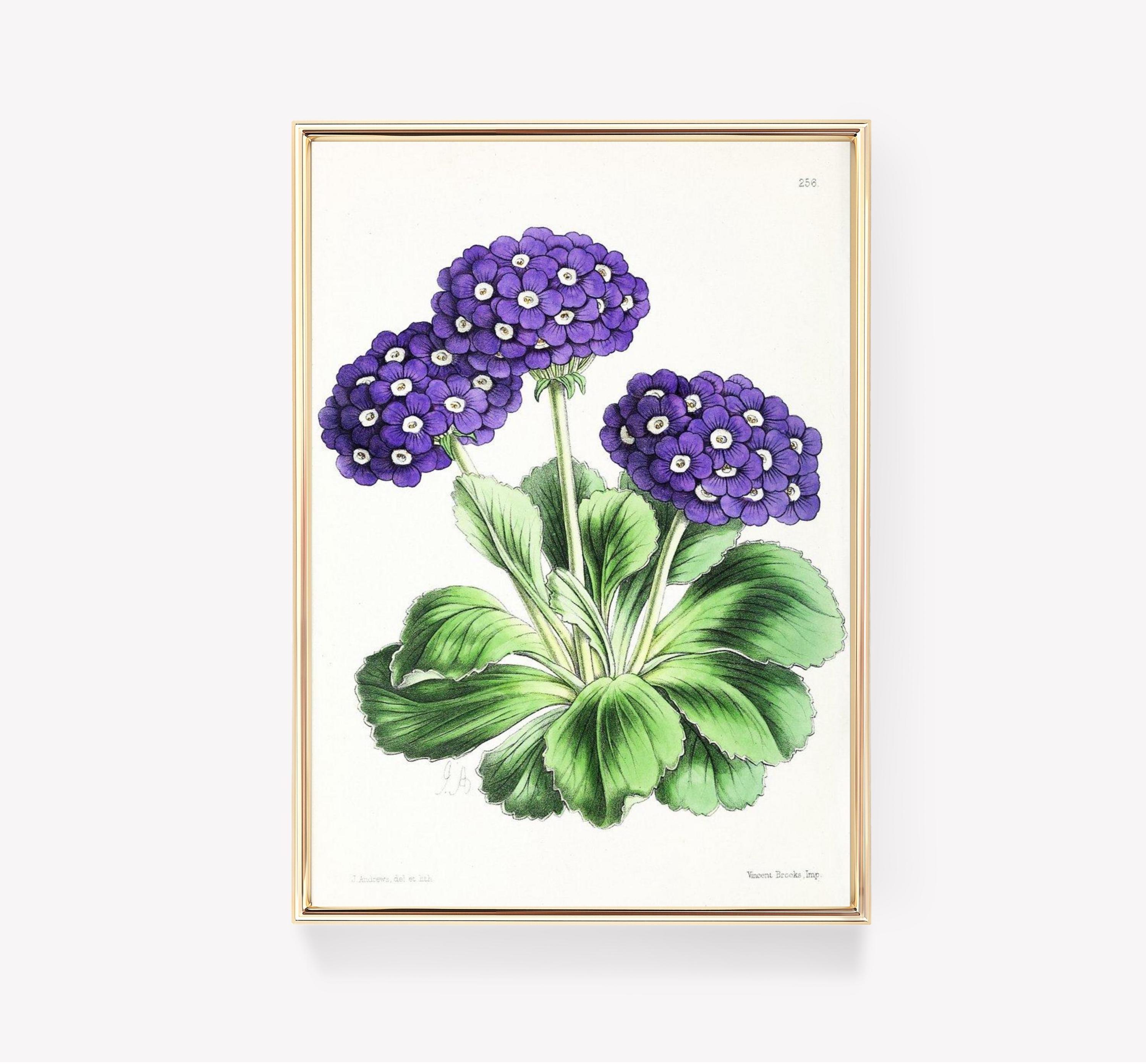 J Andrews Primula Auricula Trending Style Poster (No Frame) J Andrews Primula Auricula Trending Style Poster (No Frame)