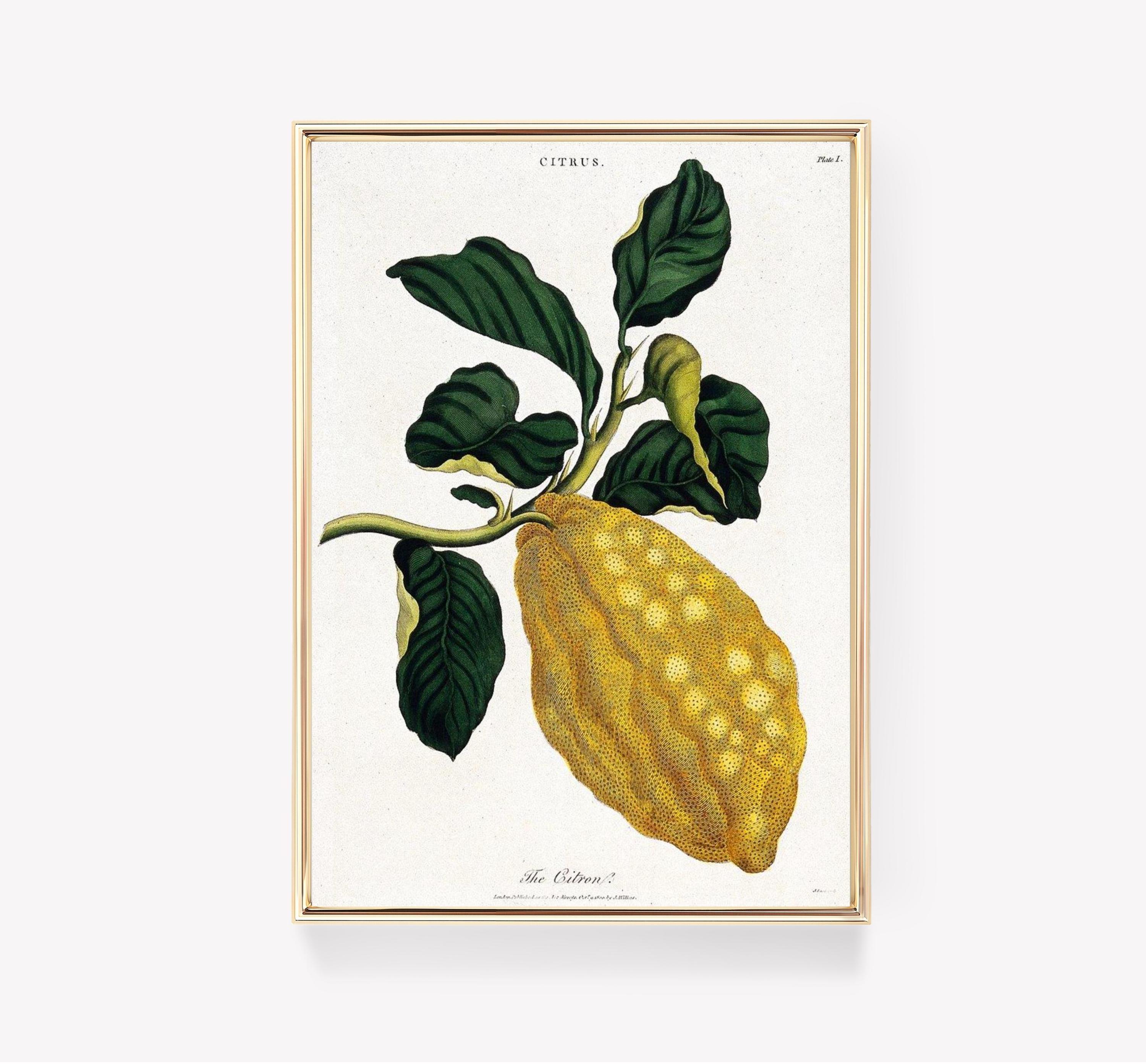 Johann Christoph Volkhamer The Citron Vintage Trending Style Poster (No Frame) Johann Christoph Volkhamer The Citron Vintage Trending Style Poster (No Frame)