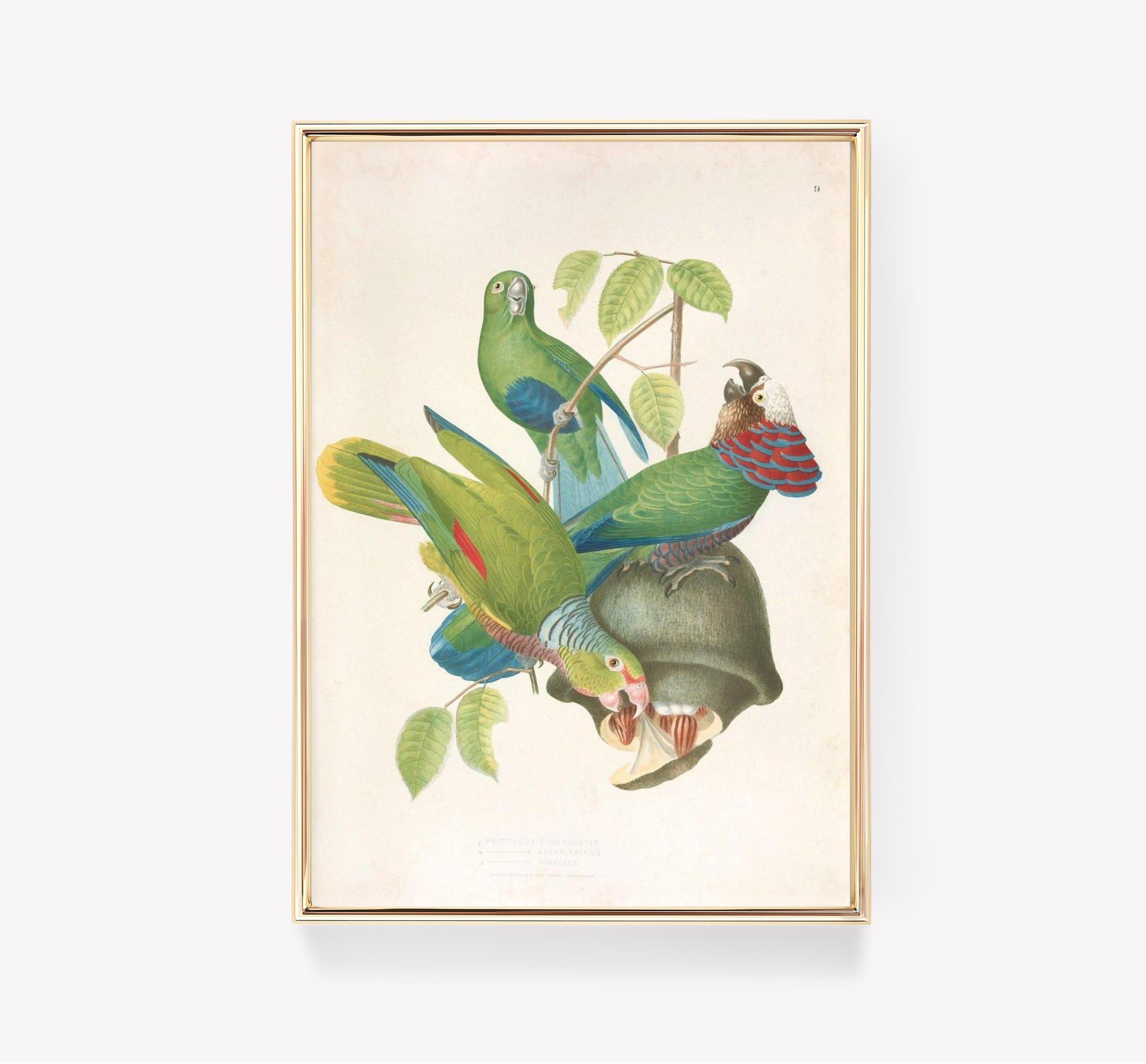 John Gould Parrot Psittacus Cyanogaster Vintage Bird Awesome Poster (No Frame) John Gould Parrot Psittacus Cyanogaster Vintage Bird Awesome Poster (No Frame)