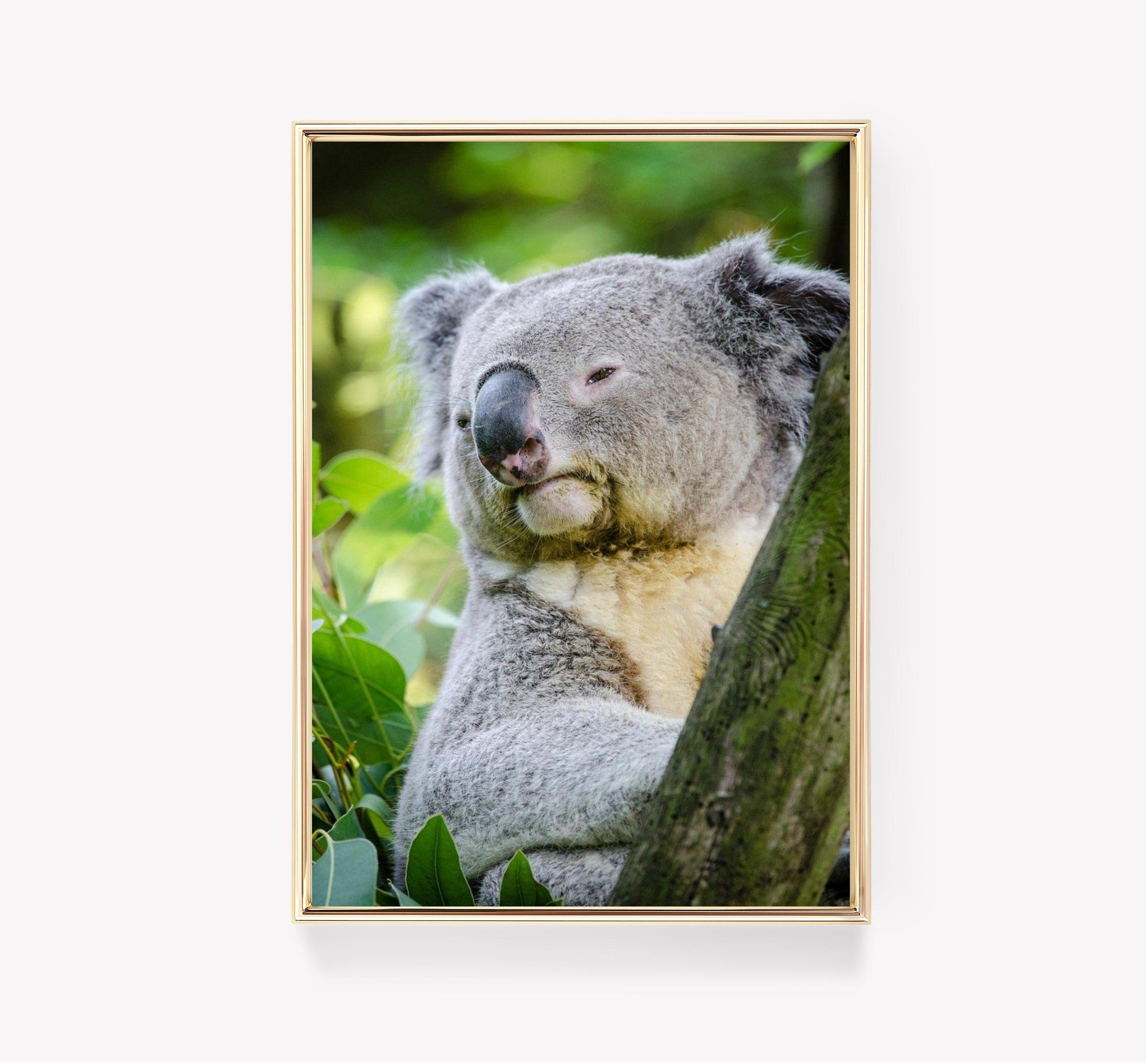 Koala 2 Limited Edition Posters (No Frame) Koala 2 Limited Edition Posters (No Frame)