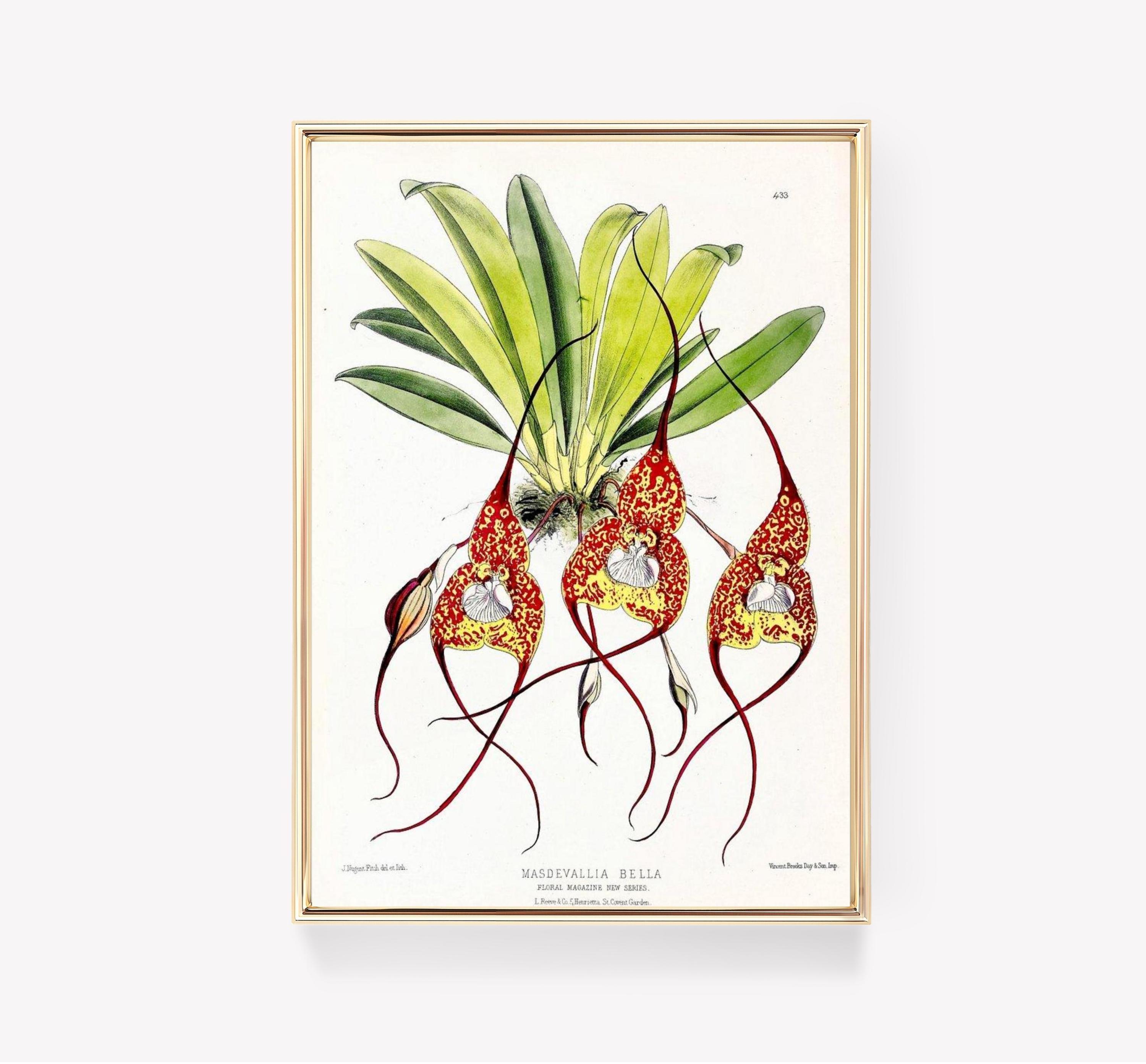 Masdevallia Bella Trending Style Poster (No Frame) Masdevallia Bella Trending Style Poster (No Frame)