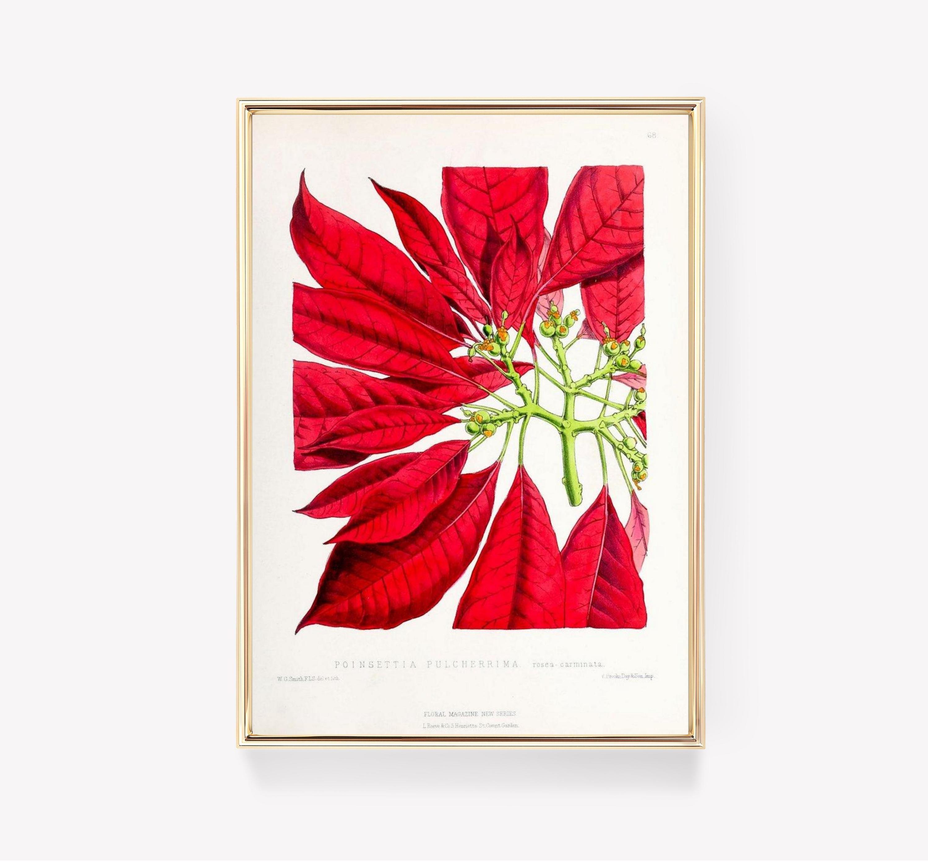 Poinsettia Limited Edition Posters (No Frame) Poinsettia Limited Edition Posters (No Frame)