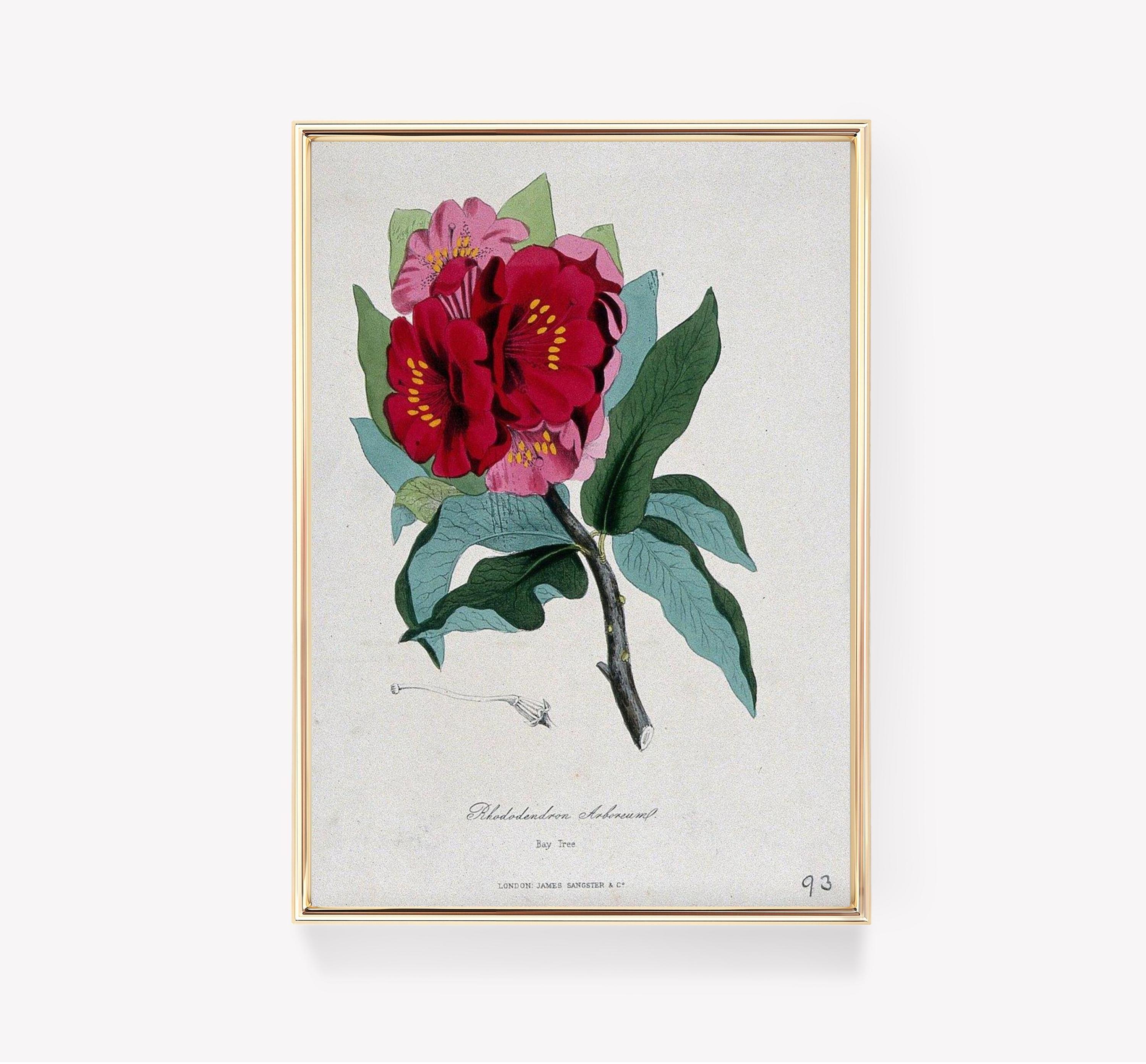 Rhododendron Arboreum Trending Style Poster (No Frame)