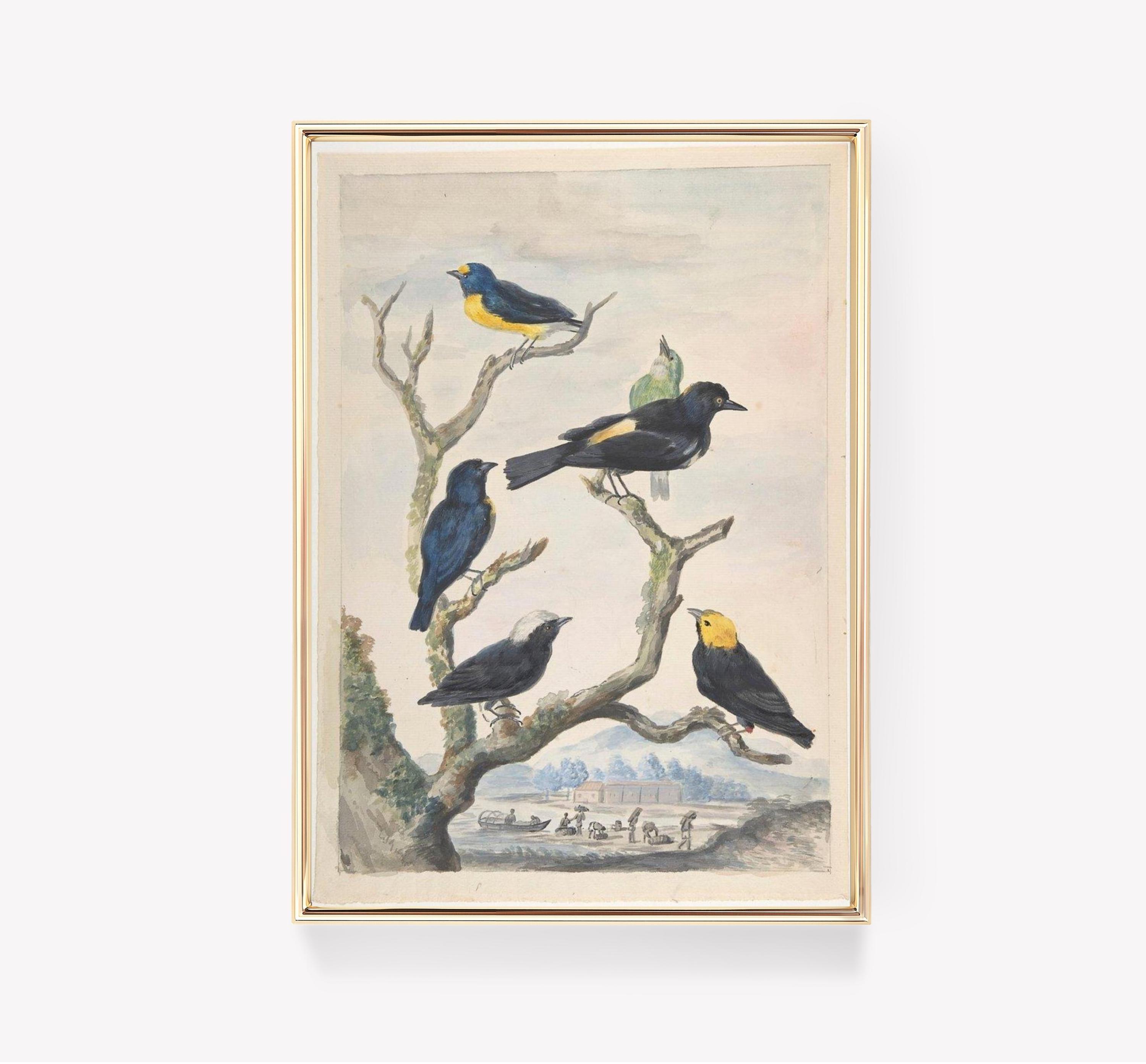 Shaikh Zain Ud Din Birds Vintage Bird Trending Style Poster (No Frame)