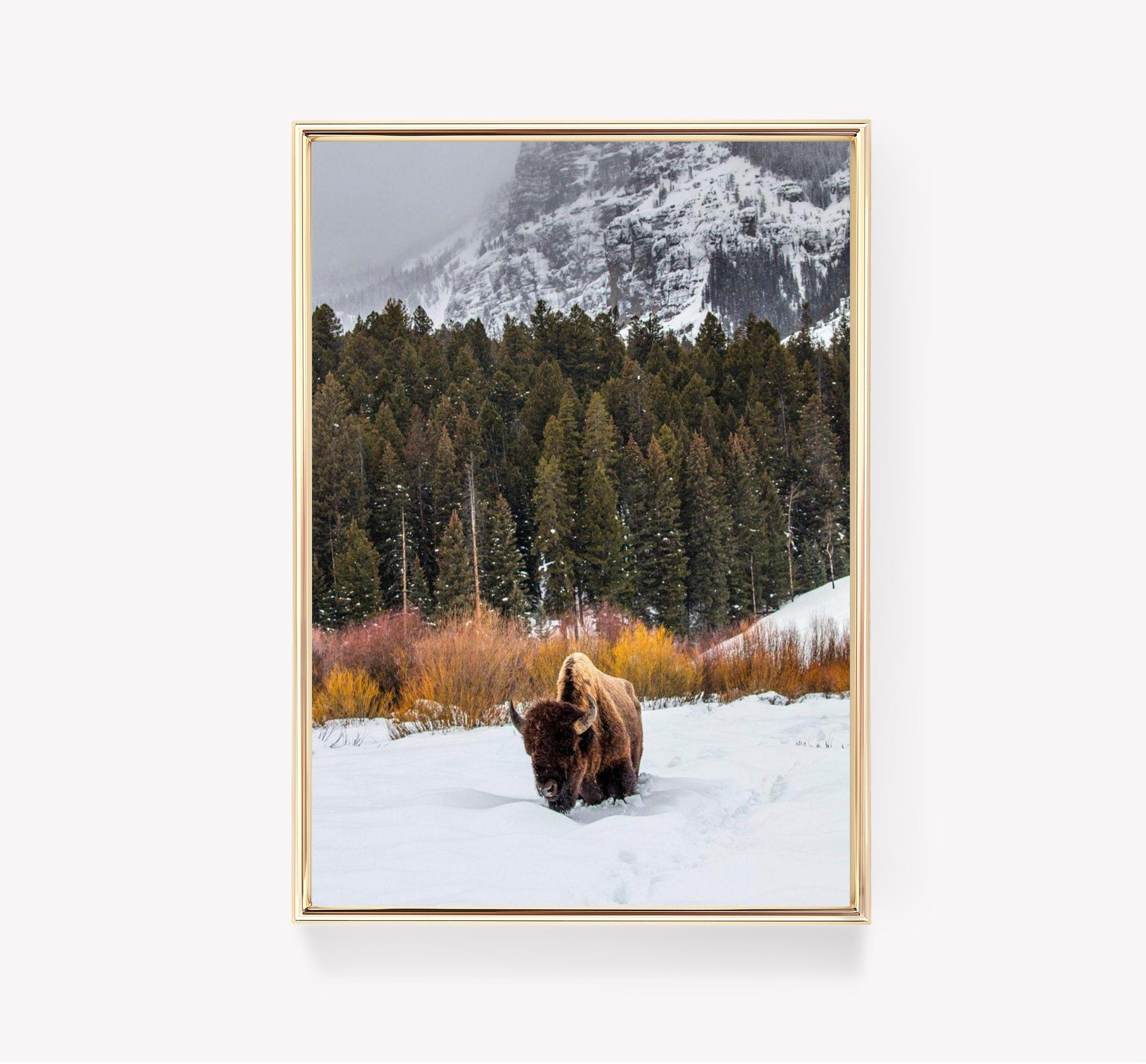 Snowy Bison Scene American Bison Limited Edition Posters (No Frame)