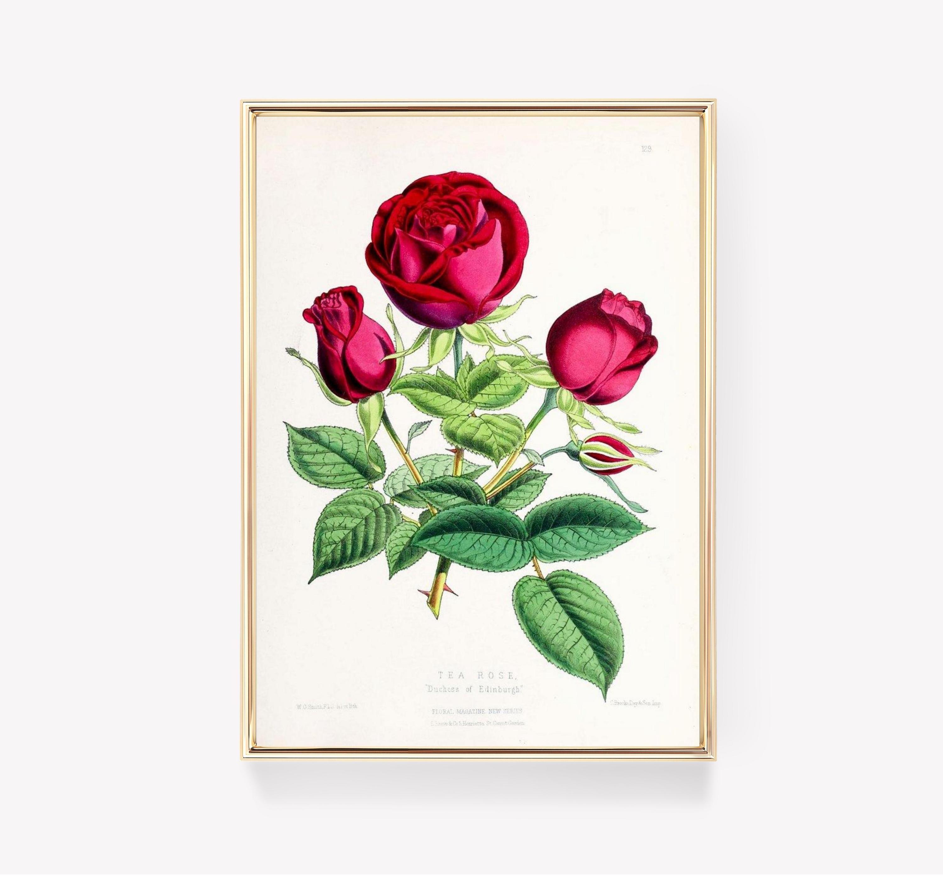Tea Rose Limited Edition Posters (No Frame)