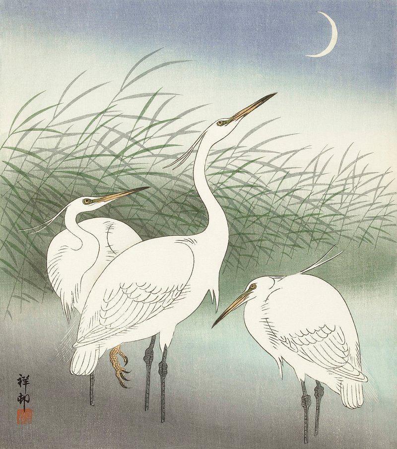 Three Egrets Trending Style Poster (No Frame)
