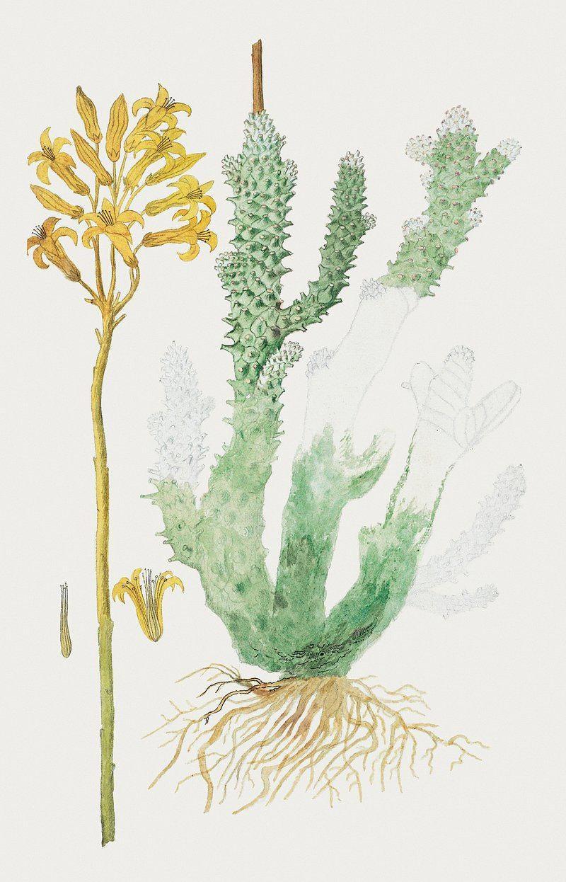 Adromischus Triflorus Botanical Trending Style Poster (No Frame) Adromischus Triflorus Botanical Trending Style Poster (No Frame)