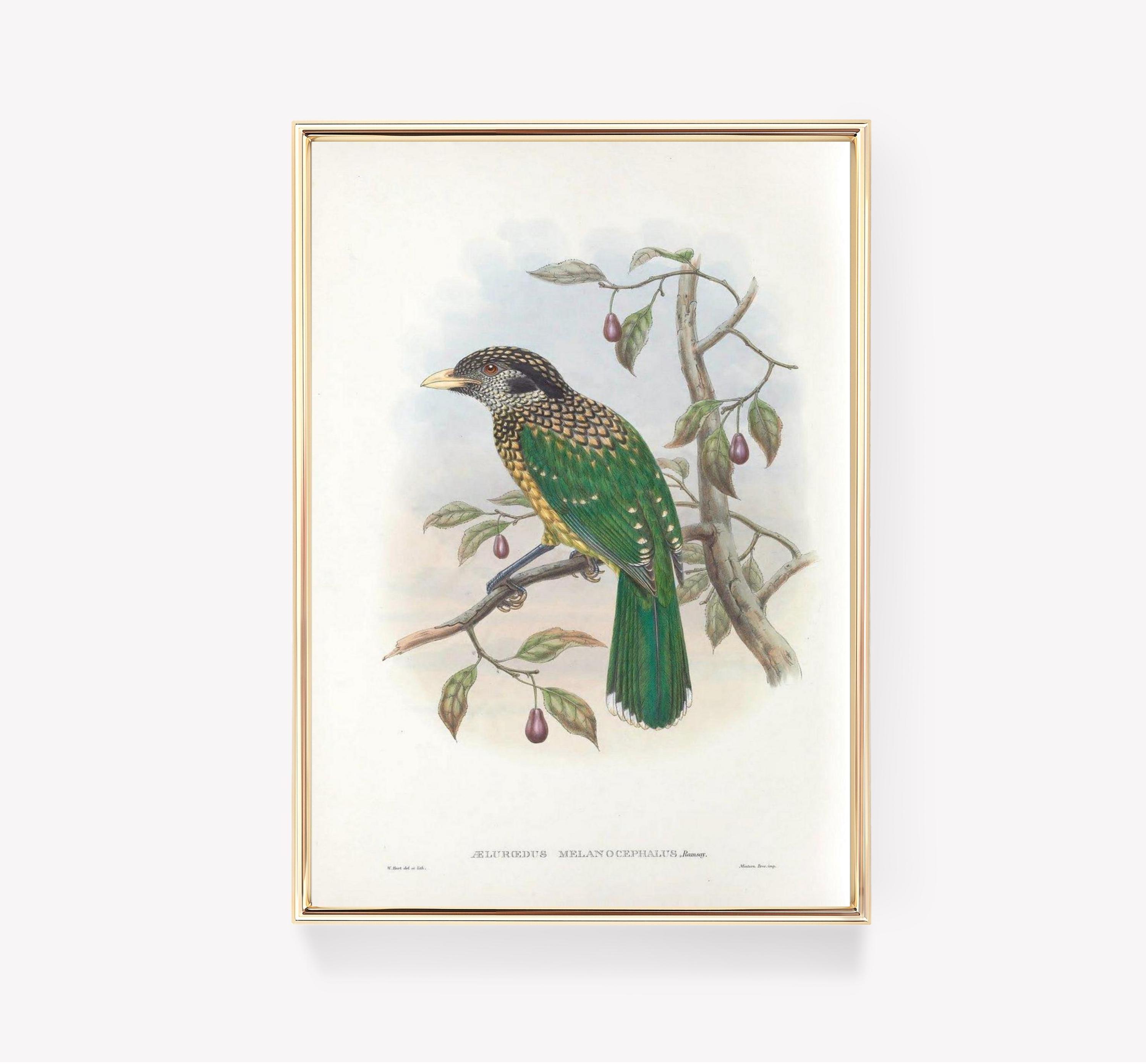 Aelurgus Melanocephalus Vintage Trending Style Poster (No Frame) Aelurgus Melanocephalus Vintage Trending Style Poster (No Frame)