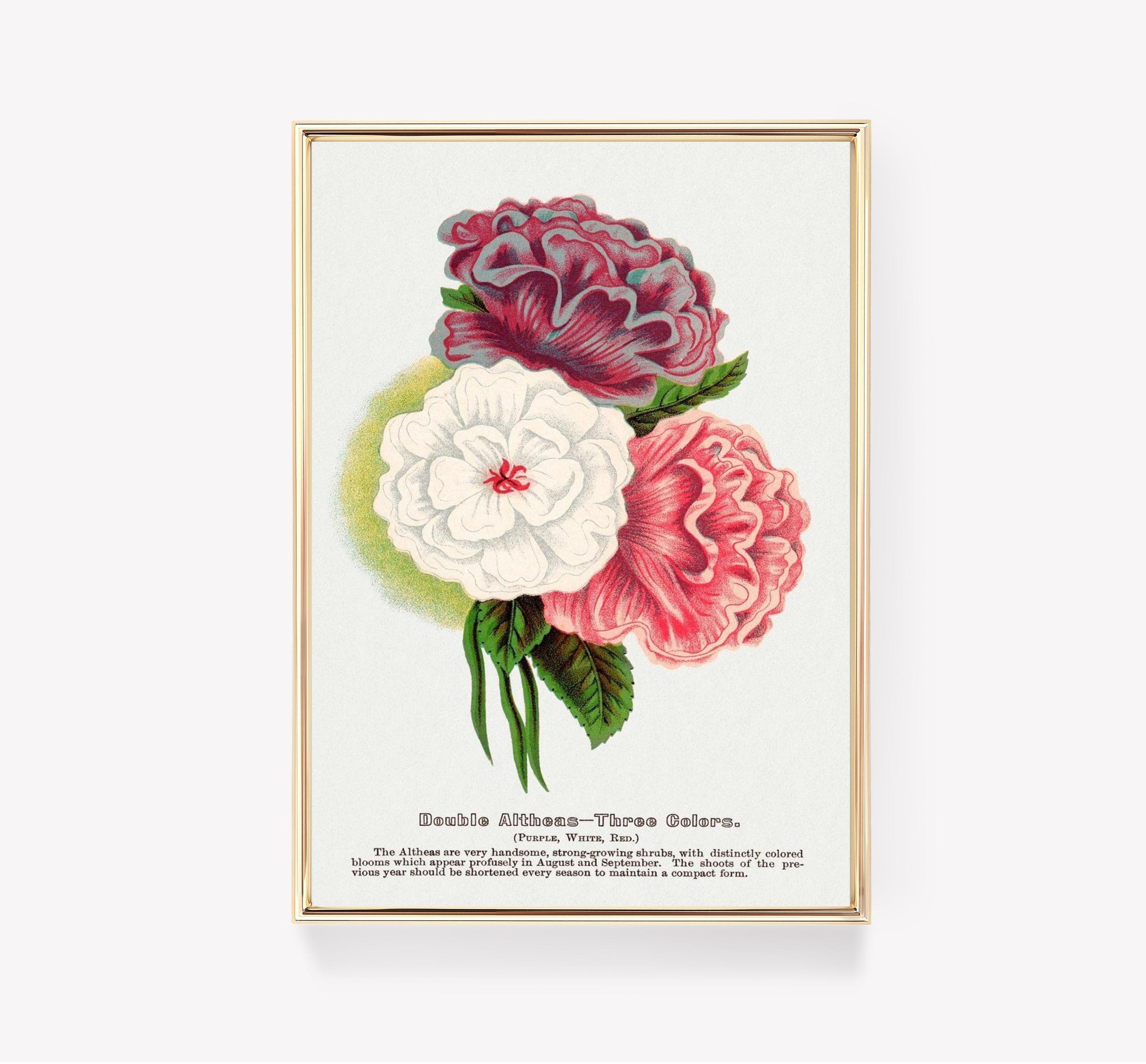 Double Altheas Limited Edition Posters (No Frame) Double Altheas Limited Edition Posters (No Frame)